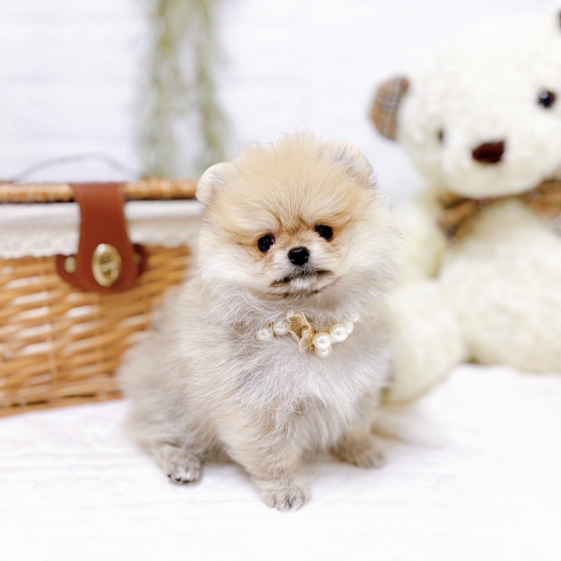 滋賀県のポメラニアン (犬の家＆猫の里近江八幡店/2025年10月16日生まれ/女の子/ウルフセーブル)の子犬の4枚目の画像
