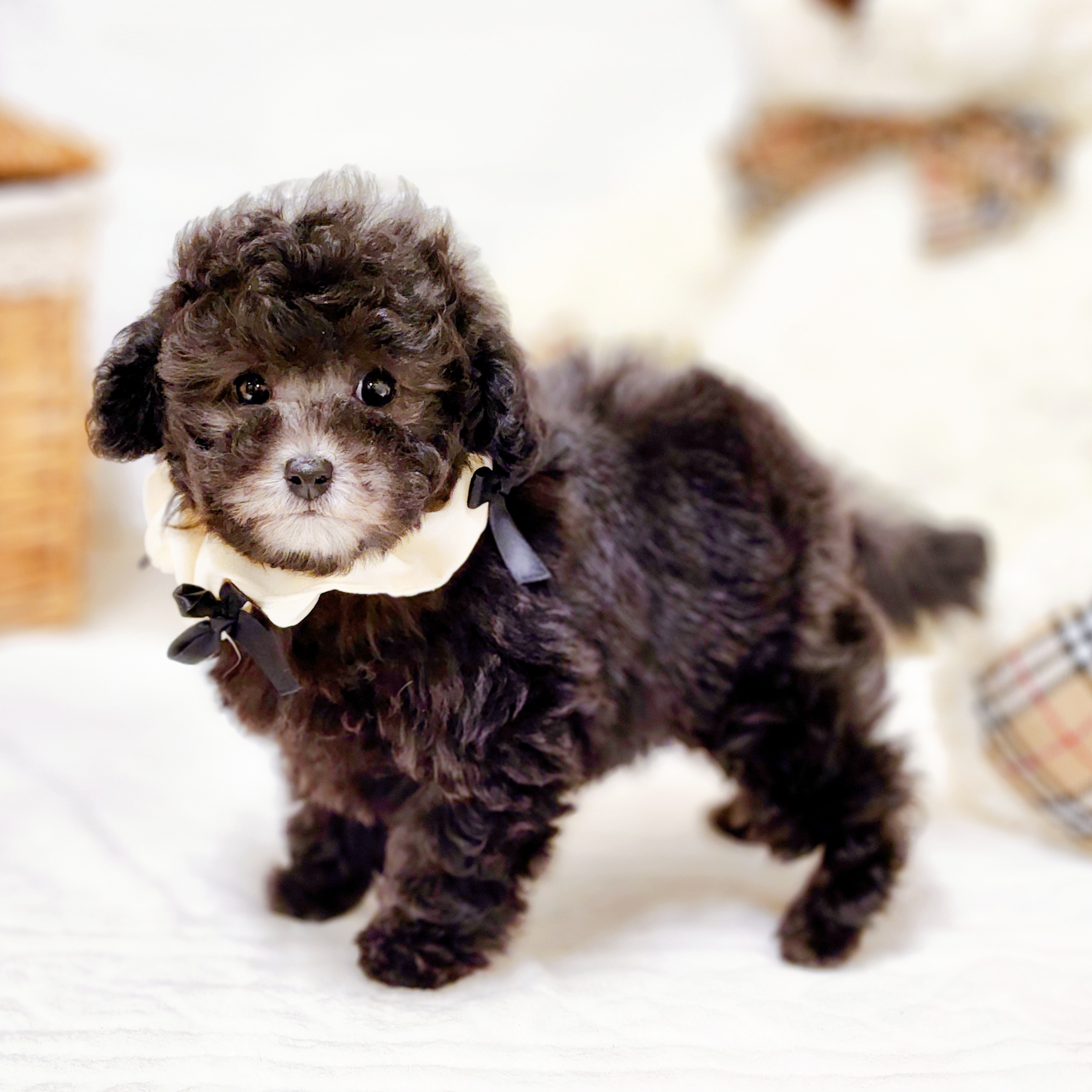 滋賀県のトイプードル(トイ) (犬の家＆猫の里近江八幡店/2025年10月5日生まれ/女の子/グレー)の子犬の4枚目の画像