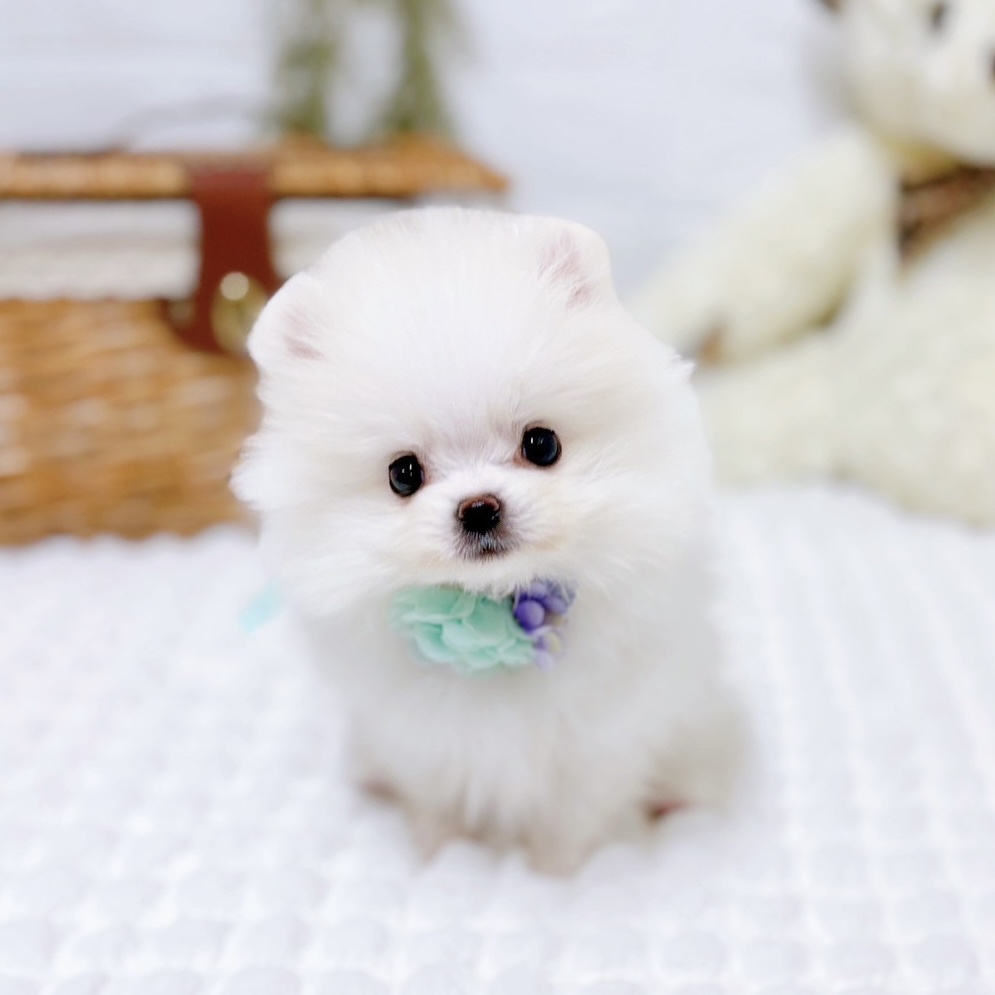 滋賀県のポメラニアン (犬の家＆猫の里近江八幡店/2025年10月6日生まれ/男の子/クリームホワイト)の子犬の4枚目の画像