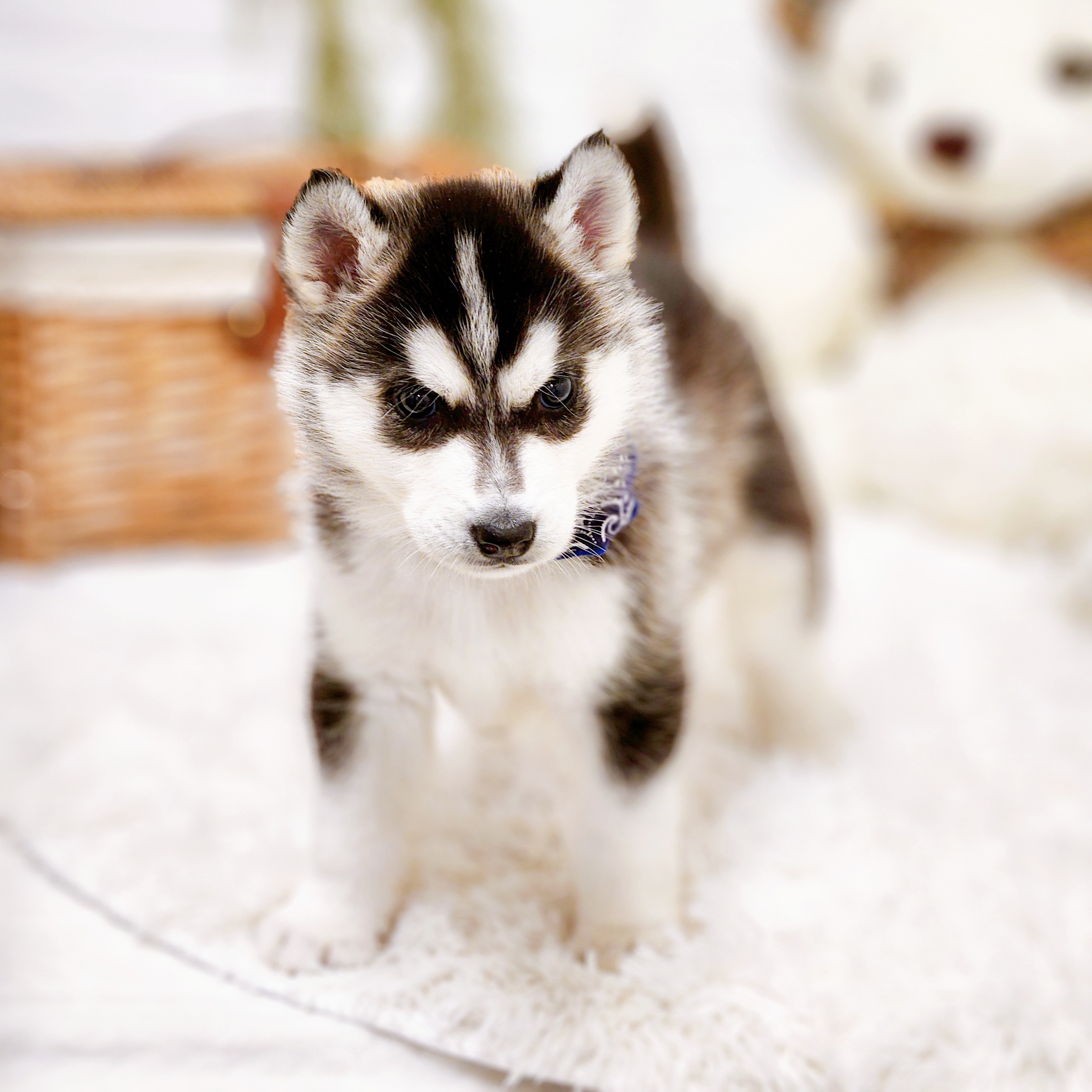 滋賀県のシベリアンハスキー (犬の家＆猫の里近江八幡店/2025年10月17日生まれ/男の子/ブラックホワイト)の子犬の4枚目の画像