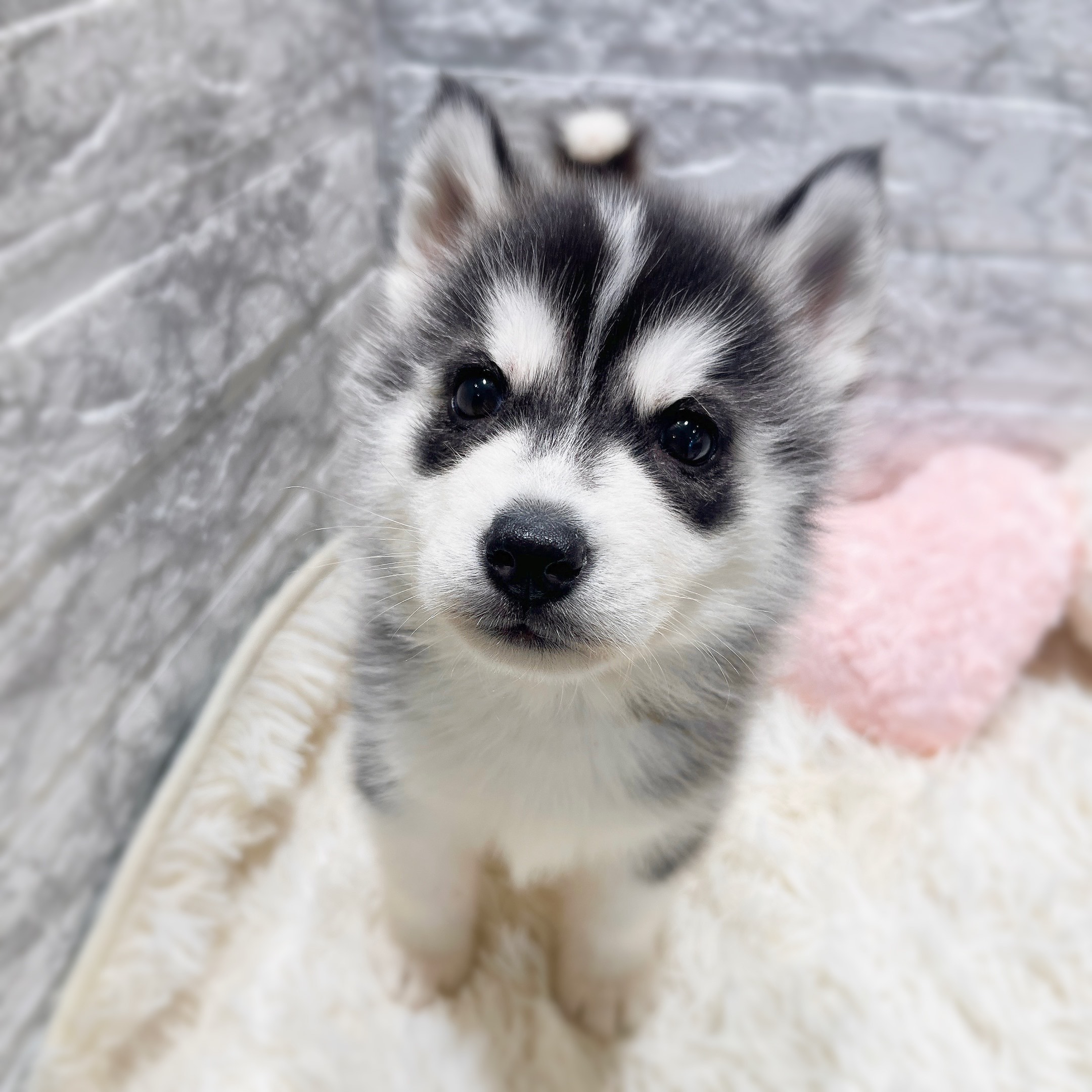 愛知県のシベリアンハスキー (犬の家＆猫の里MiO香久山店/2025年10月17日生まれ/男の子/ブラックホワイト)の子犬の4枚目の画像