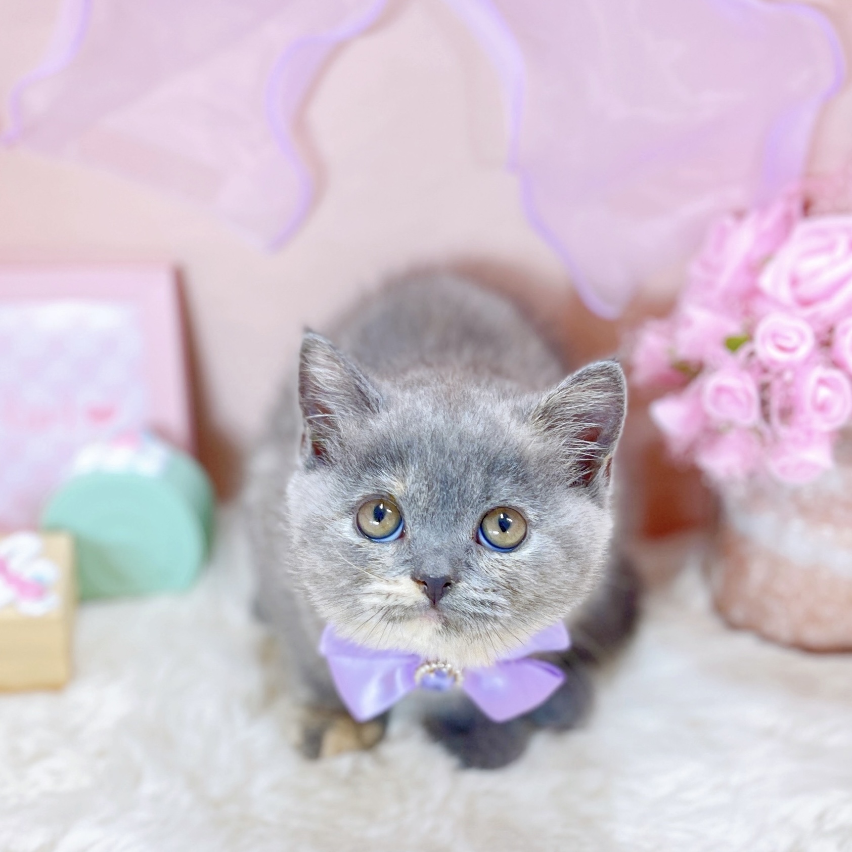 福井県のブリティッシュショートヘアー (犬の家＆猫の里アミーゴ福井大和田店/2025年10月16日生まれ/女の子/ブルークリーム)の子猫の4枚目の画像