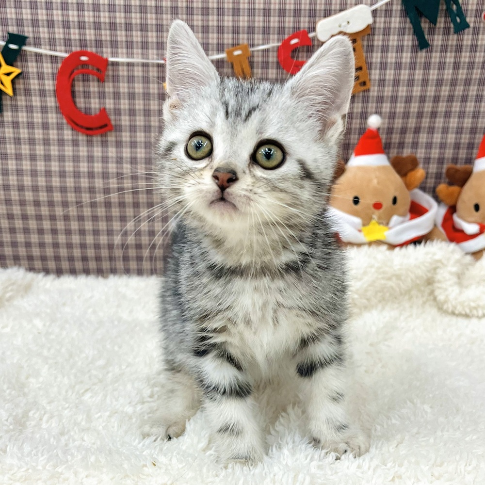 愛知県のアメリカンショートヘアー (犬の家＆猫の里エアポートウォーク店/2025年10月16日生まれ/男の子/シルバータビー)の子猫の4枚目の画像