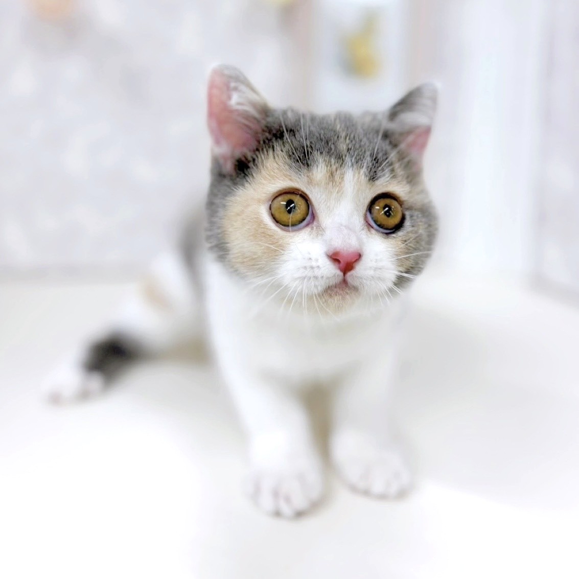 富山県のブリティッシュショートヘアー (犬の家＆猫の里アミーゴ高岡蓮花寺店/2025年10月16日生まれ/女の子/ダイリュートキャリコ)の子猫の4枚目の画像