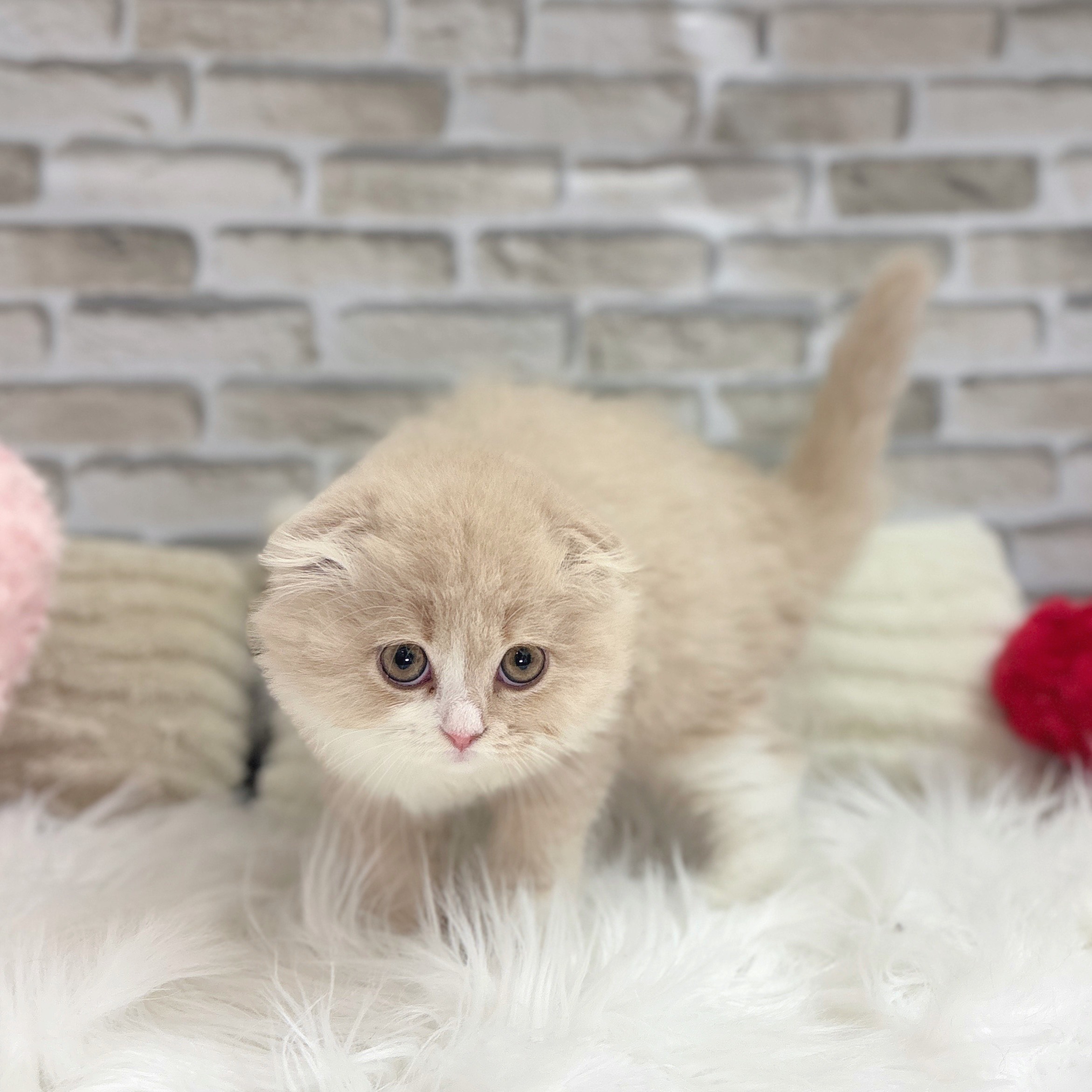 神奈川県のスコティッシュフォールド (犬の家＆猫の里モザイクモール港北店/2025年10月11日生まれ/女の子/クリームタビーホワイト)の子猫の4枚目の画像