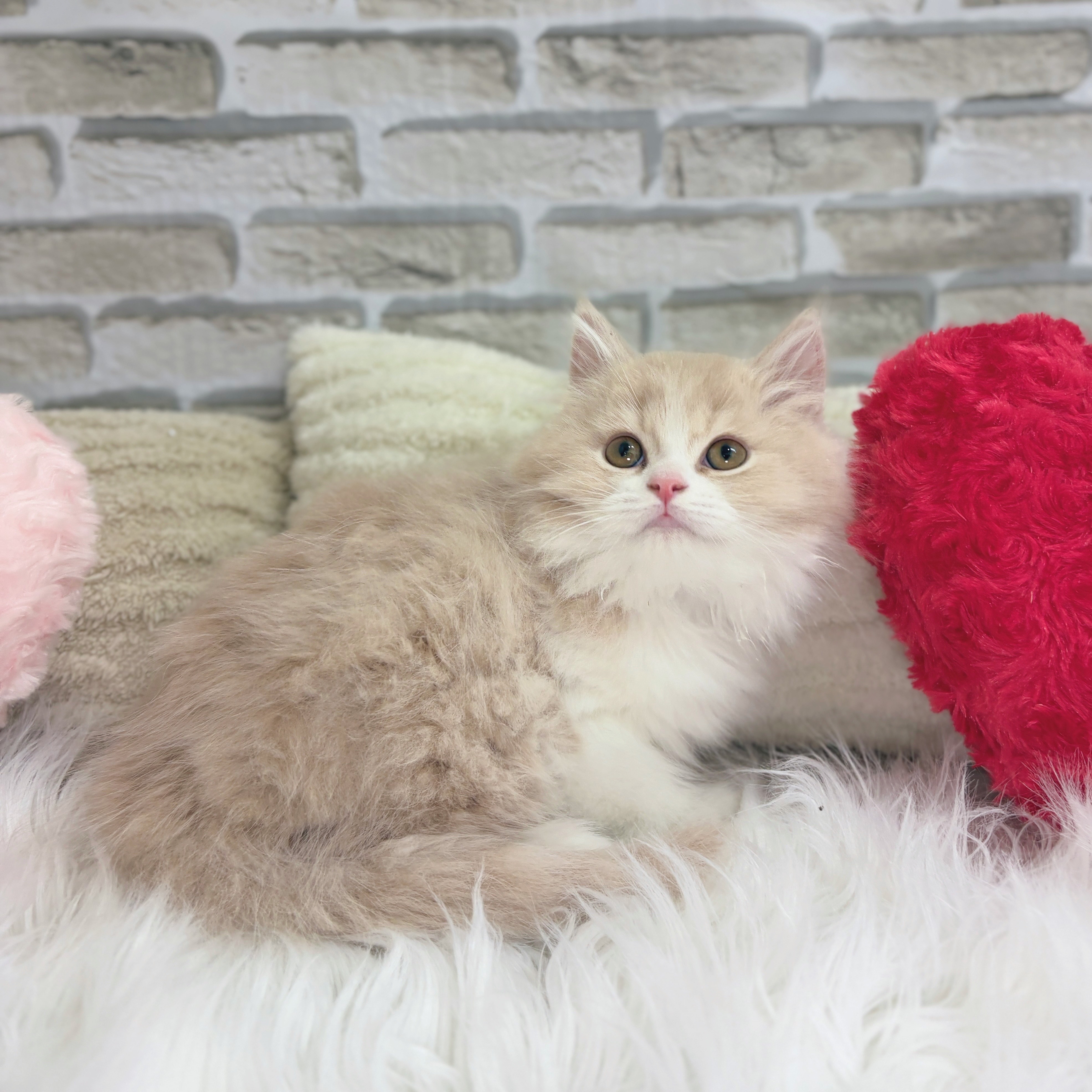 神奈川県のミヌエット (犬の家＆猫の里モザイクモール港北店/2025年10月10日生まれ/男の子/クリームタビーホワイト)の子猫の4枚目の画像