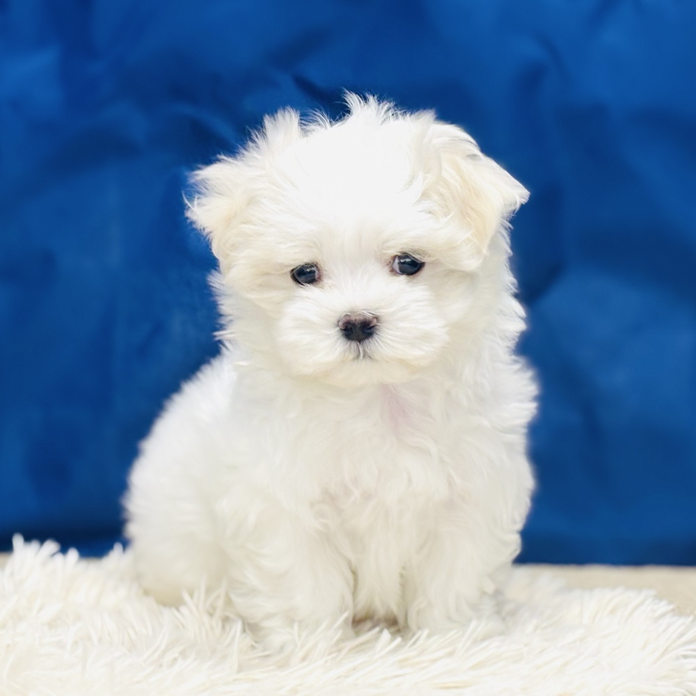 岐阜県のマルチーズ (犬の家＆猫の里中津川店/2025年10月16日生まれ/男の子/ホワイト)の子犬の1枚目の画像