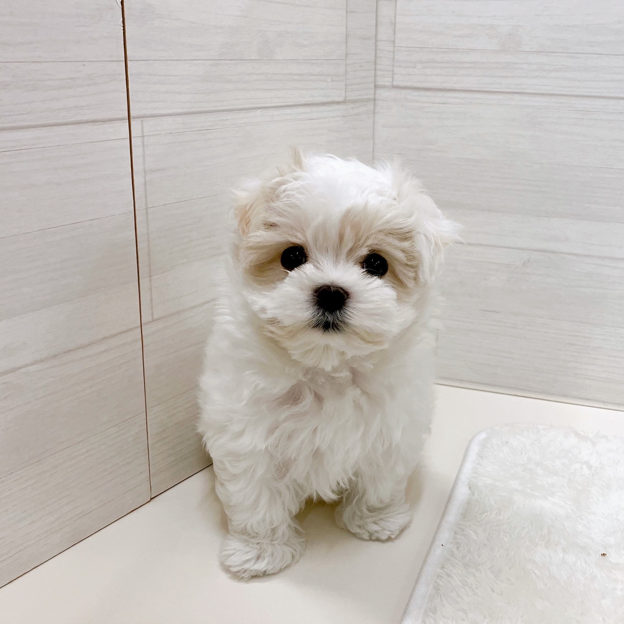 石川県のマルチーズ (犬の家＆猫の里アミーゴ金沢おこばた店/2025年10月16日生まれ/男の子/ホワイト)の子犬の4枚目の画像