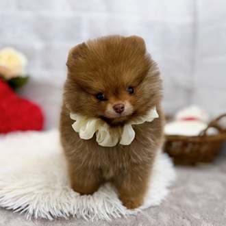 滋賀県のポメラニアン (犬の家＆猫の里長浜店/2025年10月17日生まれ/男の子/ビーバー)の子犬の4枚目の画像