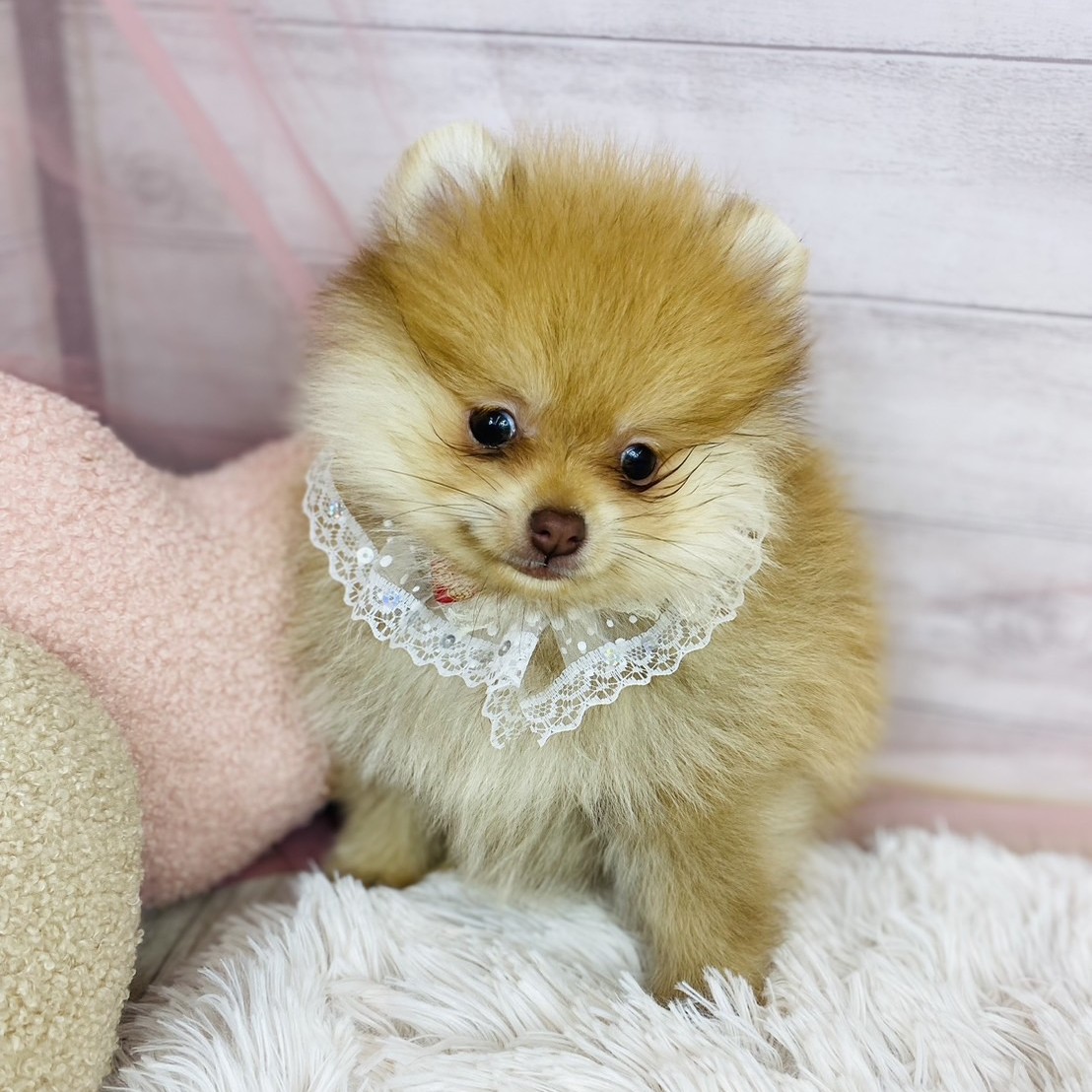 兵庫県のポメラニアン (犬の家＆猫の里川西店/2025年10月17日生まれ/女の子/オレンジ)の子犬の4枚目の画像