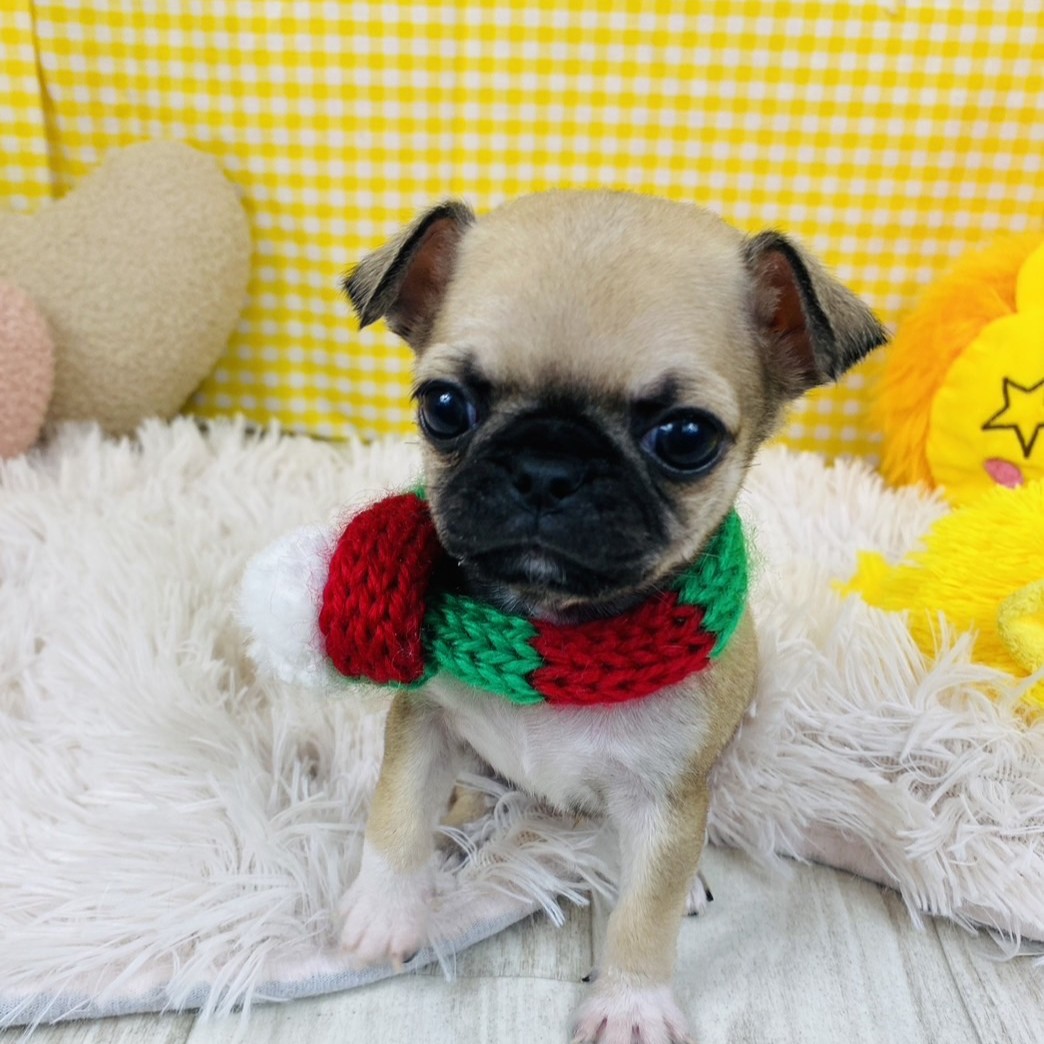 兵庫県のチワパグ/パグチー(チワワ×パグ) (犬の家＆猫の里川西店/2025年10月17日生まれ/男の子/フォーン)の子犬の4枚目の画像