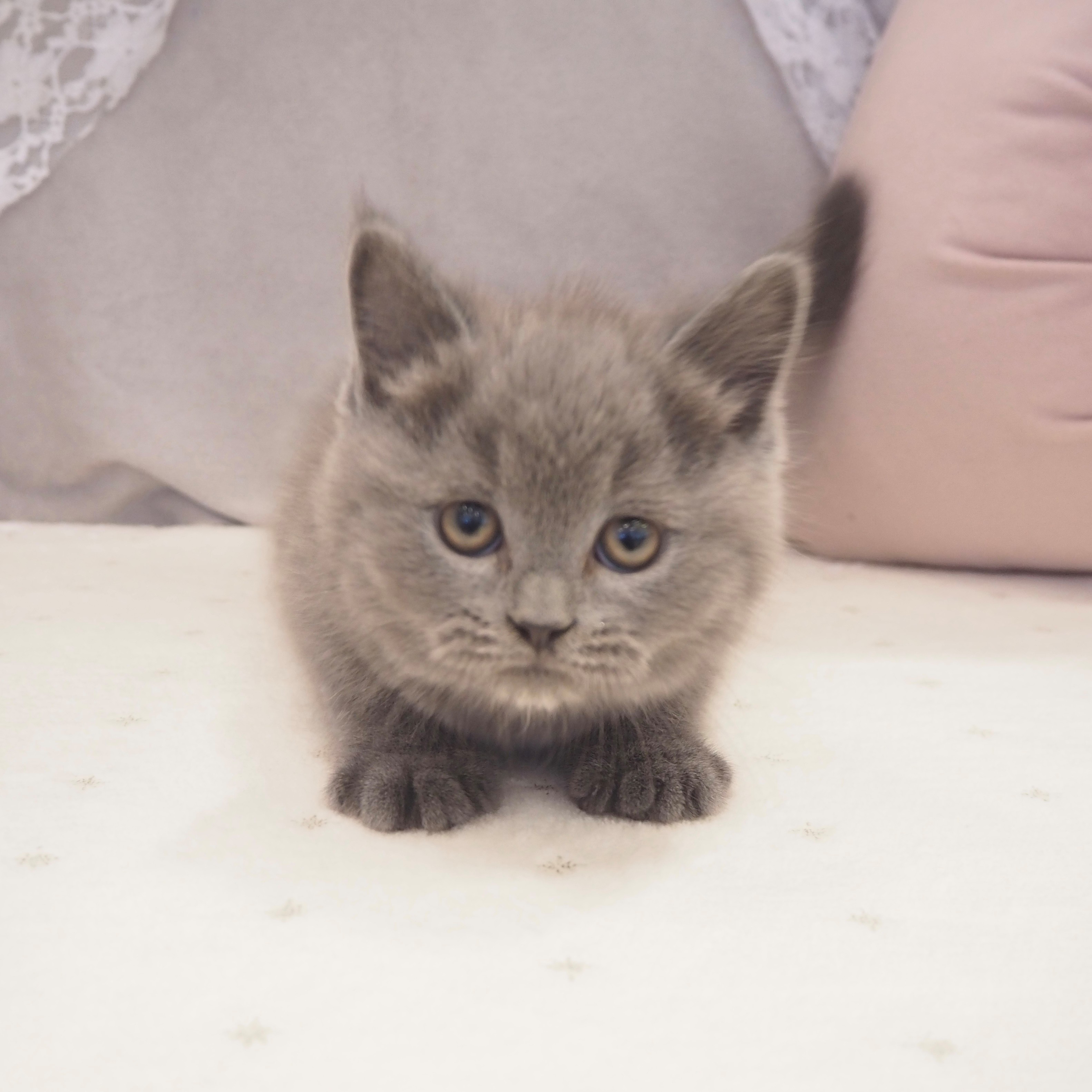大阪府のブリティッシュショートヘアー (犬の家＆猫の里もりのみやキューズモールBASE店/2025年10月12日生まれ/男の子/ブルー)の子猫の4枚目の画像