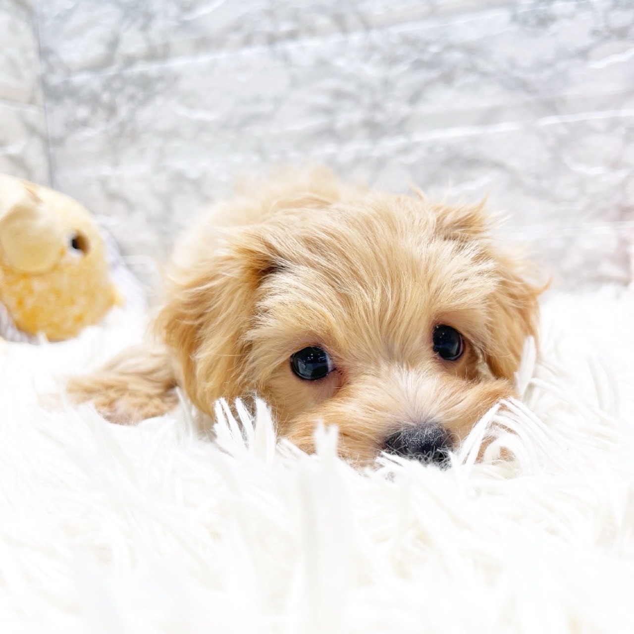 愛知県のマルプー(マルチーズ×プードル) (犬の家＆猫の里MiO香久山店/2025年10月14日生まれ/女の子/アプリコット)の子犬の4枚目の画像