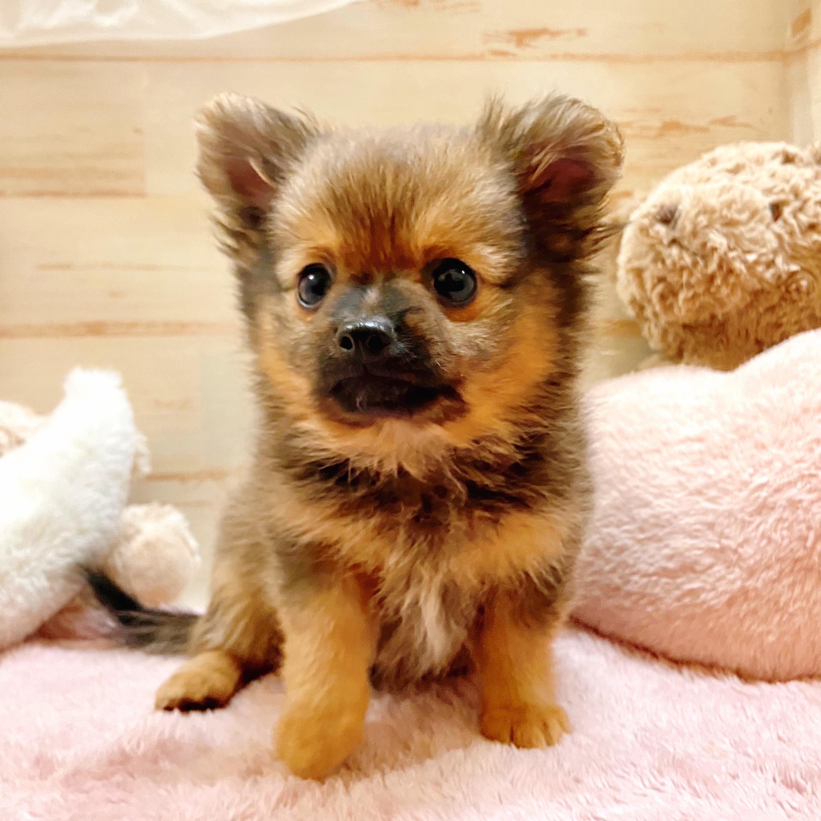 兵庫県のポメチワ/チワポメ/ポメチー(ポメラニアン×チワワ) (犬の家＆猫の里神戸店/2025年10月16日生まれ/男の子/オレンジセーブル)の子犬の4枚目の画像