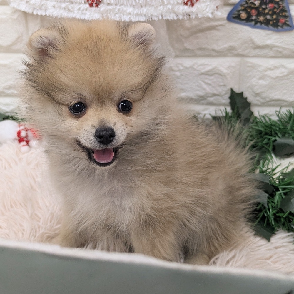 愛知県のポメラニアン (犬の家＆猫の里MEGAドン・キホーテ東海名和店/2025年10月17日生まれ/女の子/ウルフセーブル)の子犬の4枚目の画像