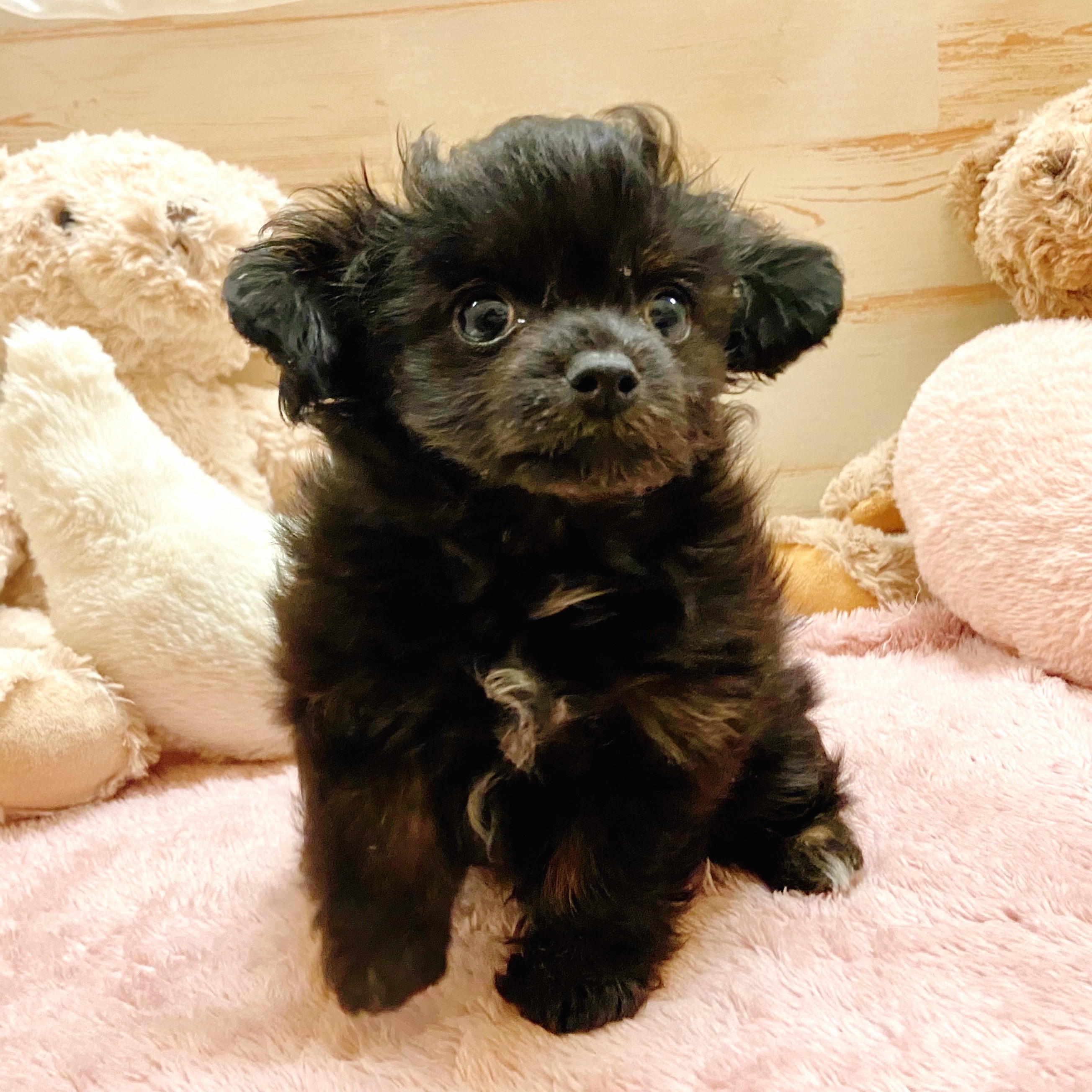 兵庫県のチワプー/プーチー(チワワ×プードル) (犬の家＆猫の里神戸店/2025年10月18日生まれ/女の子/ブラックタン)の子犬の4枚目の画像