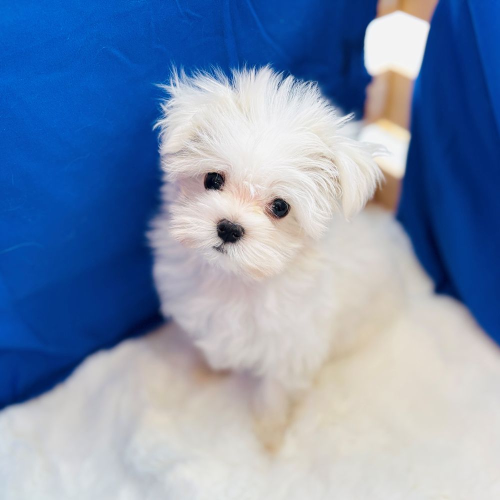 愛知県のマルチーズ (犬の家＆猫の里愛知刈谷店/2025年10月8日生まれ/男の子/ホワイト)の子犬の4枚目の画像
