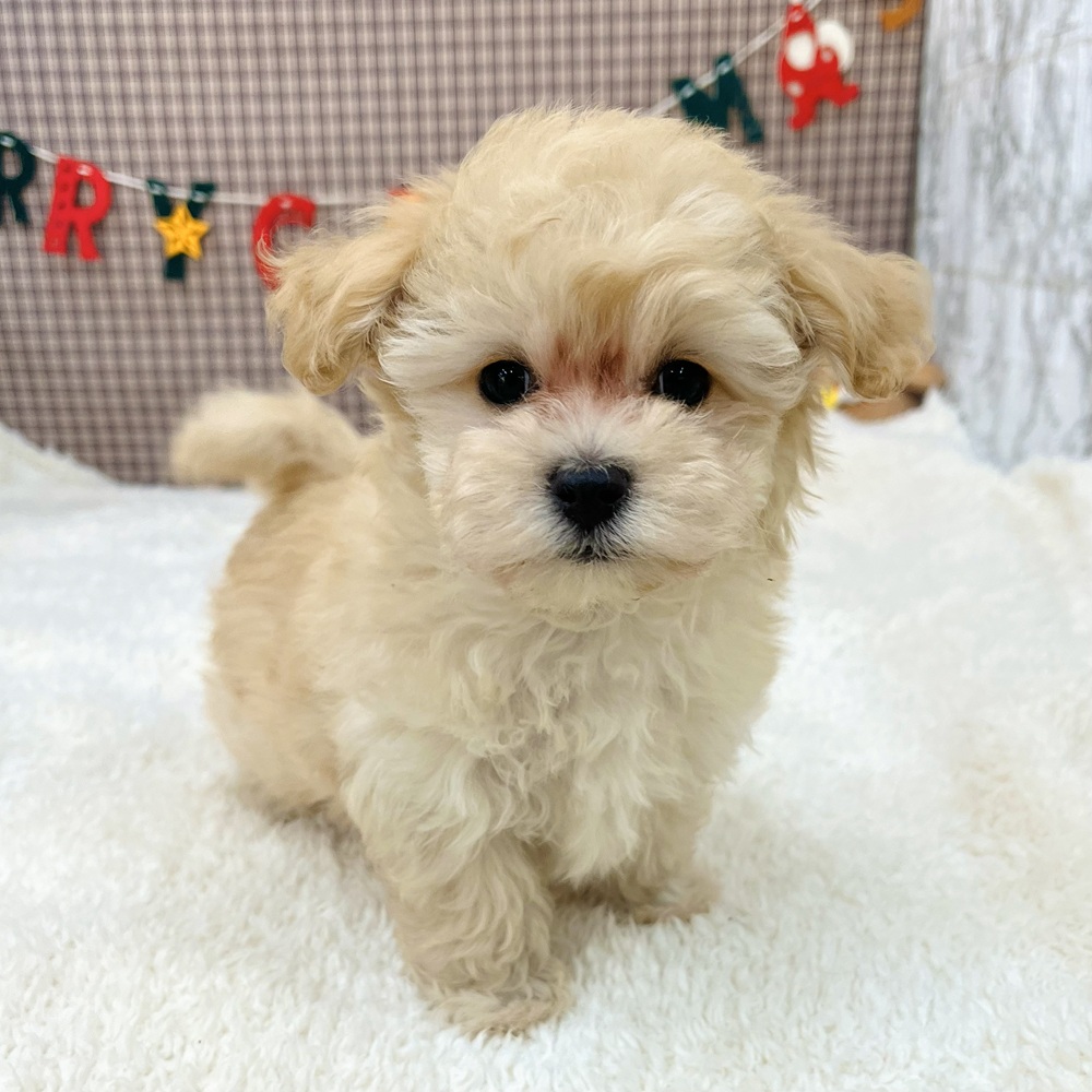 愛知県のマルプー(マルチーズ×プードル) (犬の家＆猫の里エアポートウォーク店/2025年10月19日生まれ/男の子/クリーム)の子犬の4枚目の画像