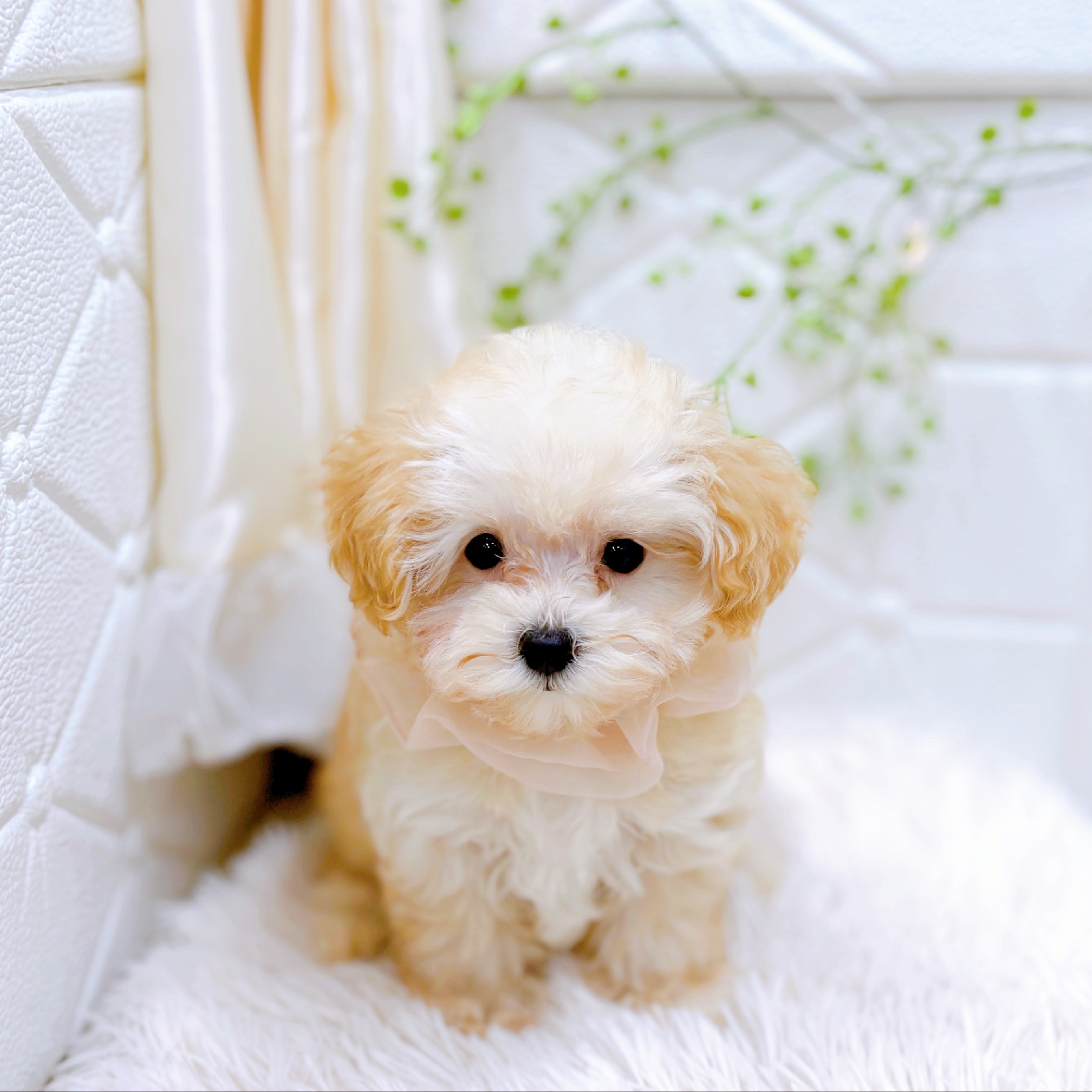 福井県のマルプー(マルチーズ×プードル) (犬の家＆猫の里アミーゴ福井店/2025年10月19日生まれ/女の子/クリーム)の子犬の4枚目の画像