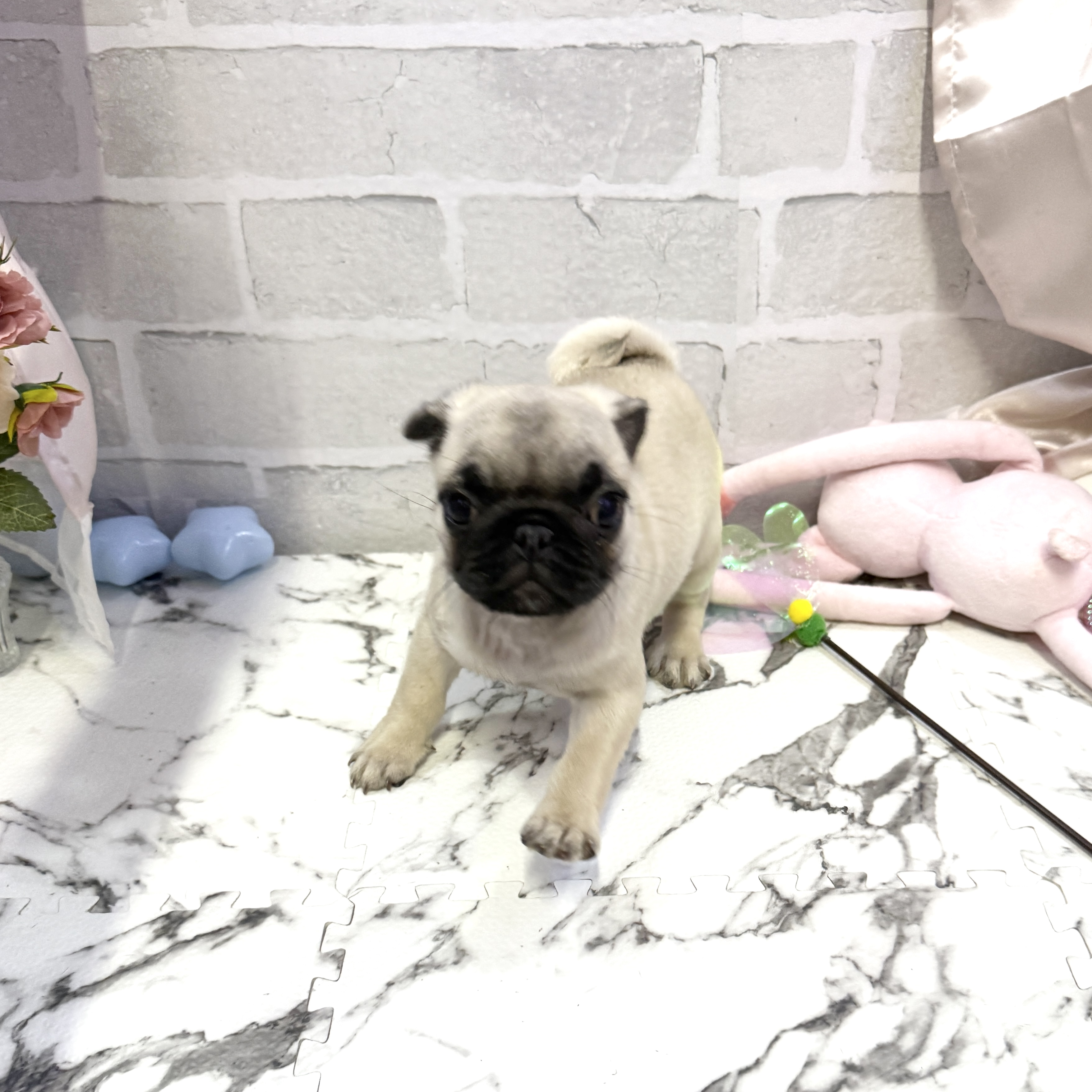 愛知県のパグ (犬の家＆猫の里岡崎店/2025年10月17日生まれ/女の子/フォーン)の子犬の4枚目の画像