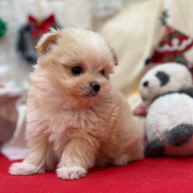 岡山県のポメマル/マルポメ(ポメラニアン×マルチーズ) (犬の家＆猫の里倉敷店/2025年10月19日生まれ/女の子/クリームホワイト)の子犬の4枚目の画像