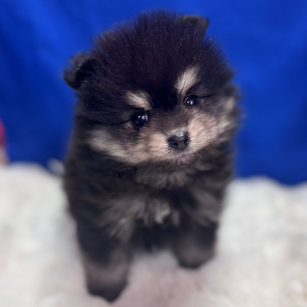 愛知県のポメラニアン (犬の家＆猫の里愛知刈谷店/2025年10月19日生まれ/男の子/ブラックタン)の子犬の4枚目の画像