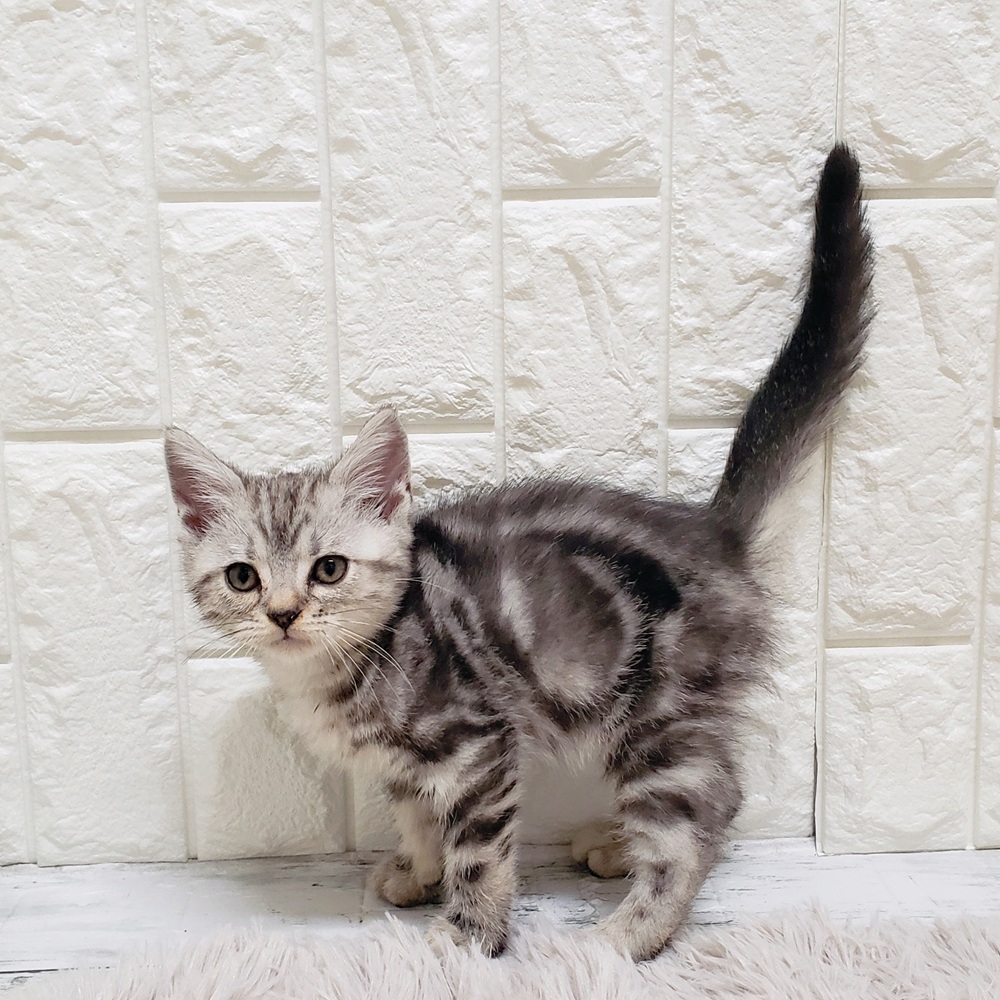 岡山県のアメリカンショートヘアー (犬の家＆猫の里岡山店/2025年10月15日生まれ/男の子/シルバータビー)の子猫の4枚目の画像