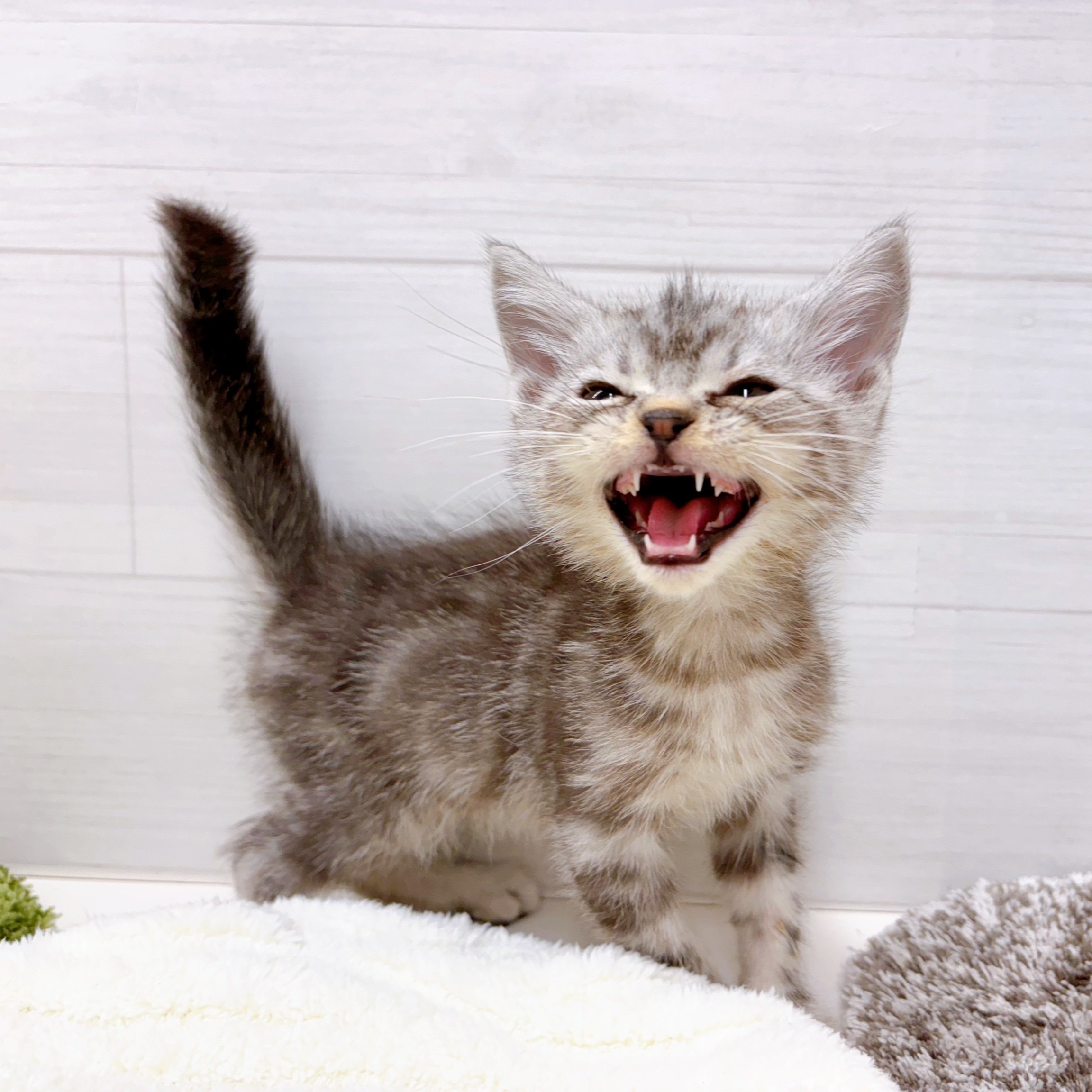 石川県のアメリカンショートヘアー (犬の家＆猫の里アミーゴ金沢おこばた店/2025年10月15日生まれ/男の子/シルバータビー)の子猫の4枚目の画像