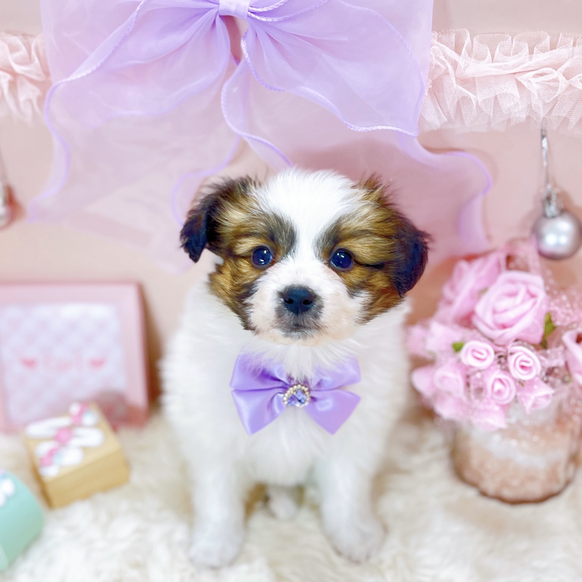 福井県のパピヨン (犬の家＆猫の里アミーゴ福井大和田店/2025年10月18日生まれ/女の子/ホワイトブラウン)の子犬の1枚目の画像
