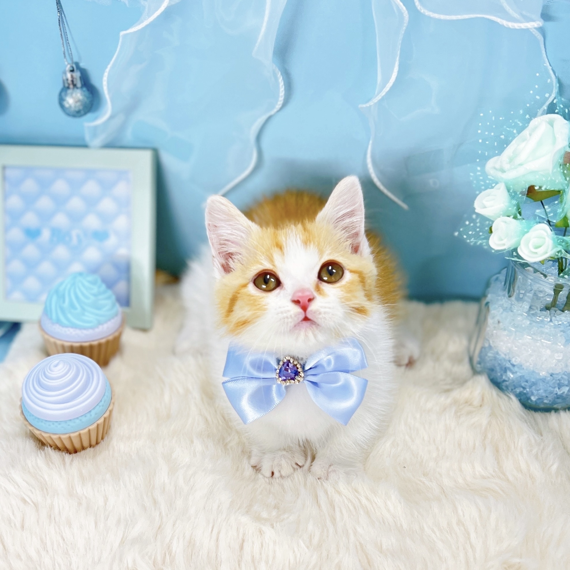 福井県のマンチカン (犬の家＆猫の里アミーゴ福井大和田店/2025年9月6日生まれ/男の子/レッドタビーホワイト)の子猫の4枚目の画像