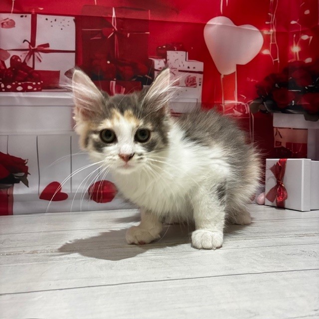 福岡県のノルウェージャンフォレストキャット (犬の家＆猫の里トリアス久山店/2025年10月14日生まれ/女の子/ダイリュートキャリコ)の子猫の4枚目の画像