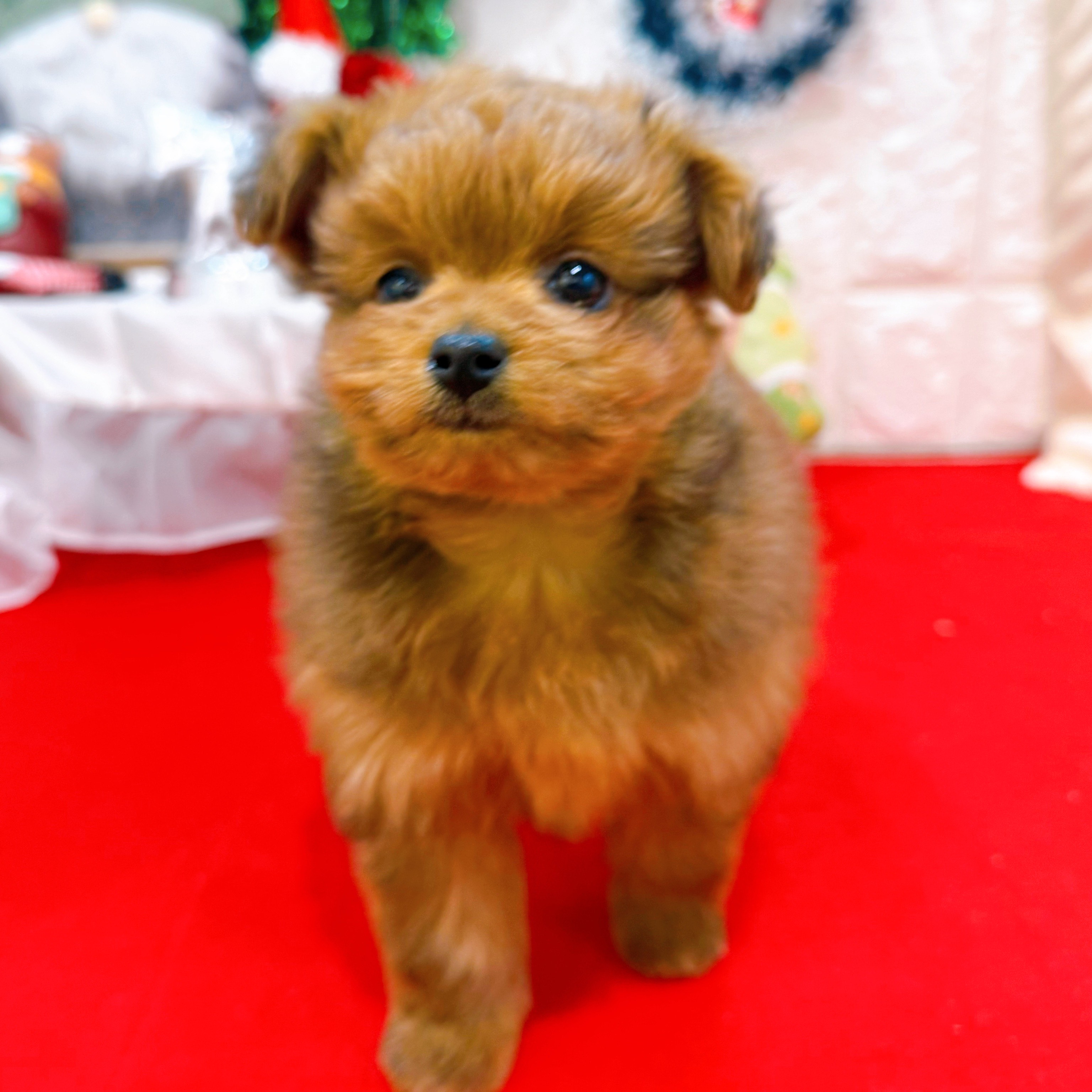 岡山県のポメプー(ポメラニアン×プードル) (犬の家＆猫の里倉敷店/2025年10月18日生まれ/女の子/レッド)の子犬の4枚目の画像