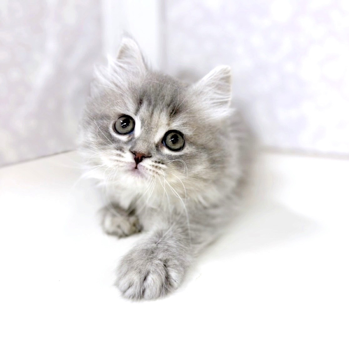 富山県のマンチカン (犬の家＆猫の里アミーゴ高岡蓮花寺店/2025年10月15日生まれ/女の子/ブルータビー)の子猫の4枚目の画像