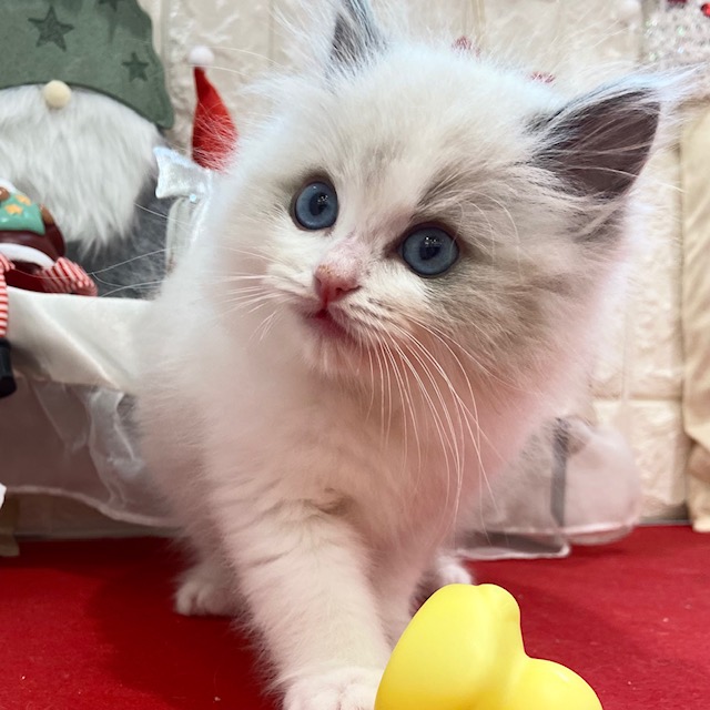 岡山県のラグドール (犬の家＆猫の里倉敷店/2025年10月19日生まれ/男の子/ブルーポイントバイカラー)の子猫の4枚目の画像