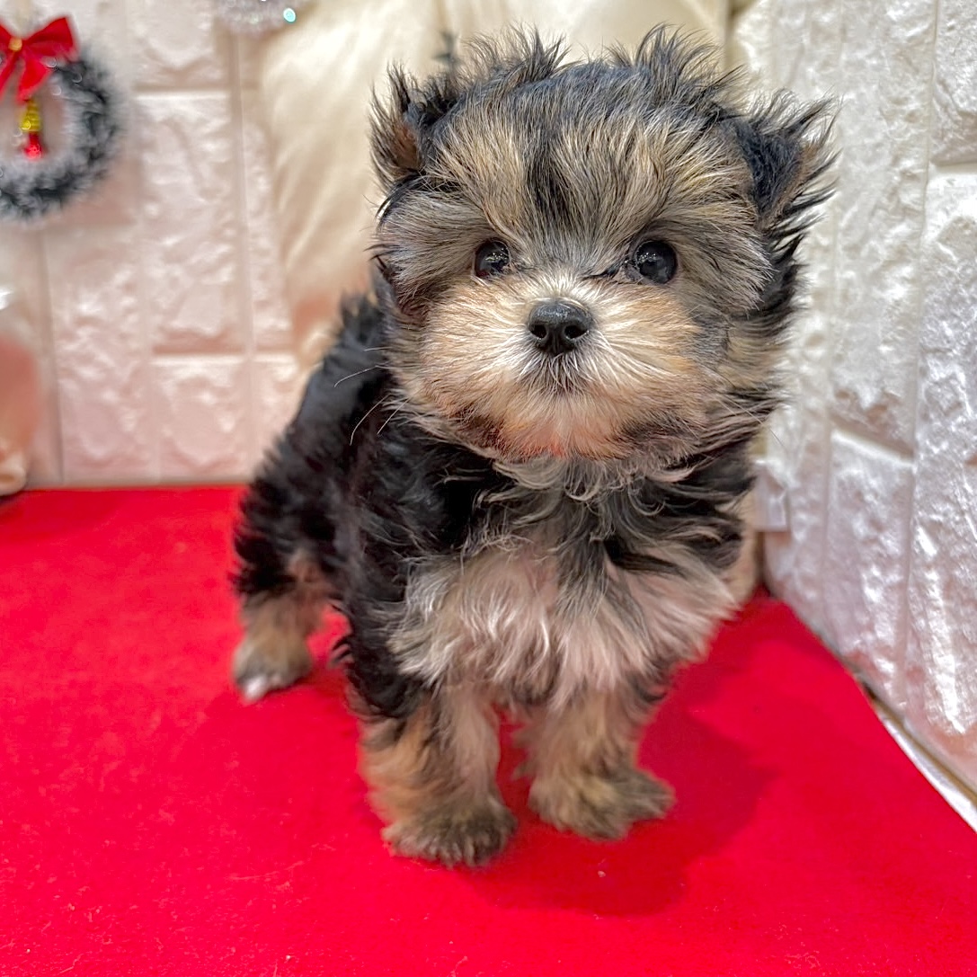 岡山県のマルキー/マルヨーキー(マルチーズ×ヨークシャーテリア) (犬の家＆猫の里倉敷店/2025年10月19日生まれ/男の子/ブラックタン)の子犬の4枚目の画像