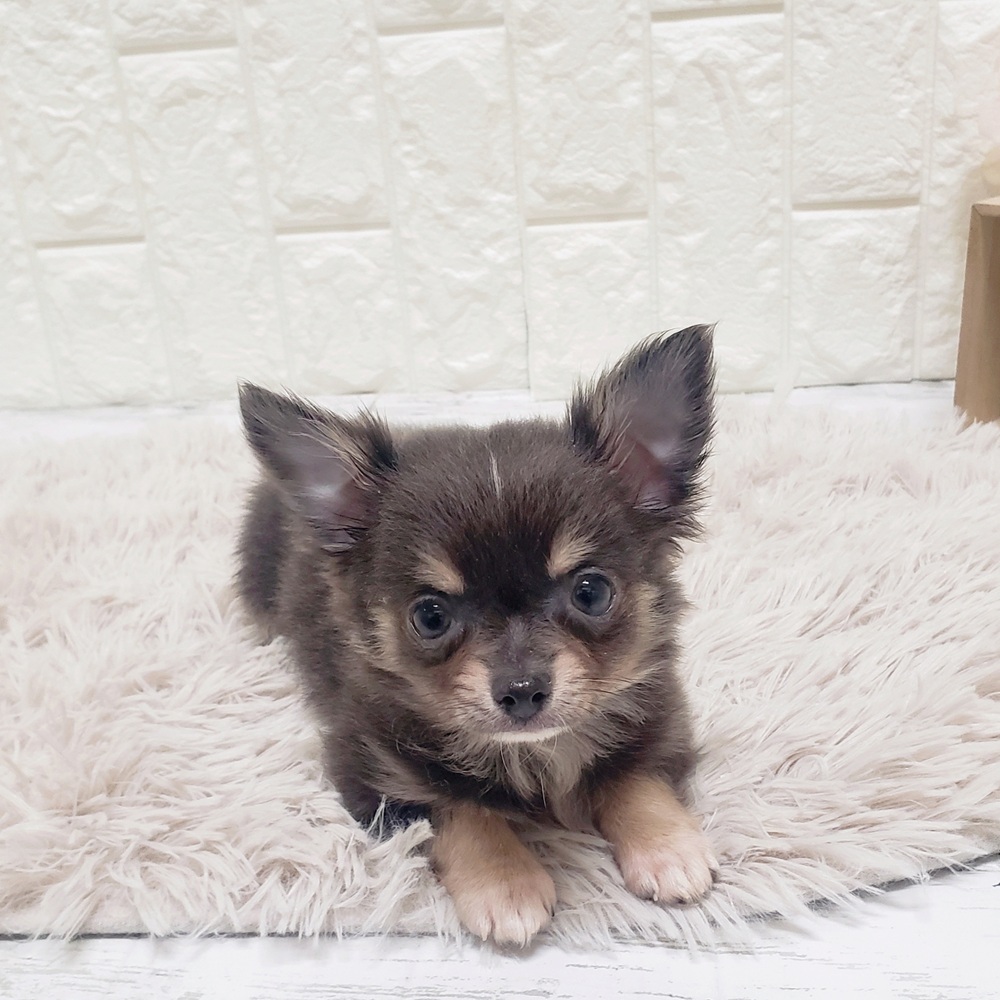 岡山県のチワワ(ロング) (犬の家＆猫の里岡山店/2025年10月14日生まれ/男の子/ブルータンホワイト)の子犬の4枚目の画像