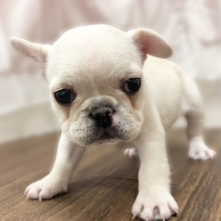 兵庫県のフレンチブルドッグ (犬の家＆猫の里カナート西神戸店/2025年10月18日生まれ/女の子/クリーム)の子犬の4枚目の画像