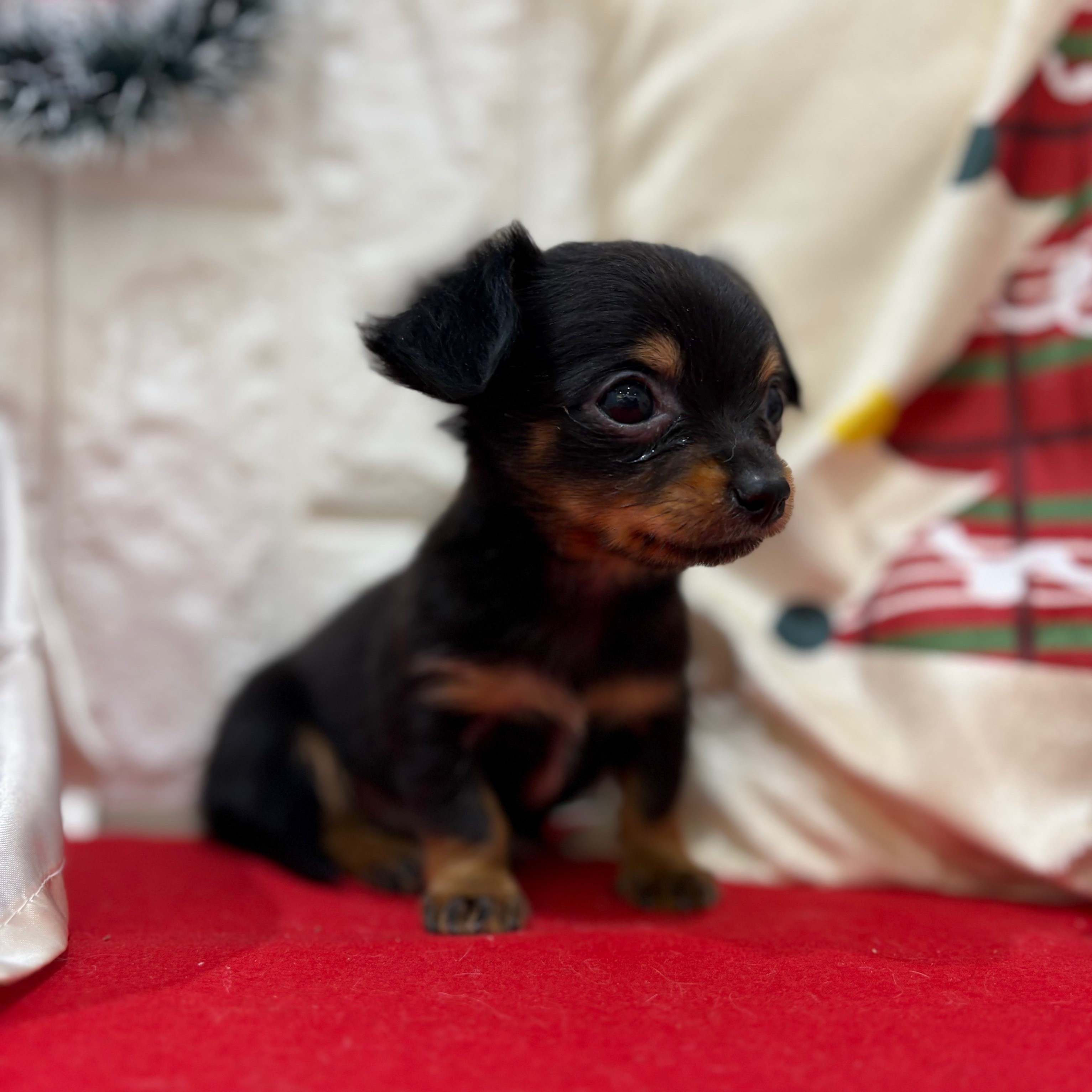 岡山県のチワックス(チワワ×ダックス) (犬の家＆猫の里倉敷店/2025年10月11日生まれ/男の子/ブラックタン)の子犬の4枚目の画像