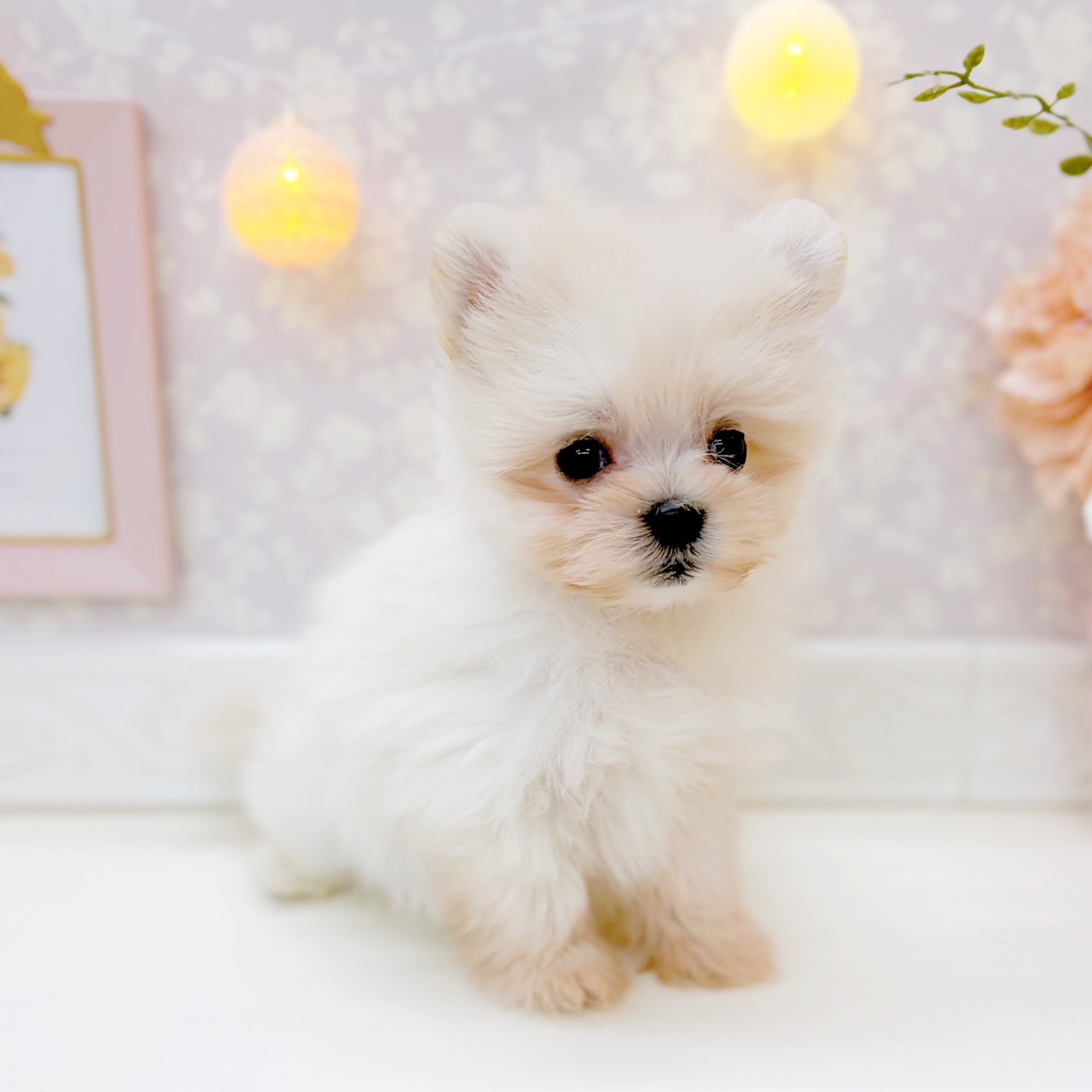 富山県のポメマル/マルポメ(ポメラニアン×マルチーズ) (犬の家＆猫の里富山店/2025年10月19日生まれ/女の子/クリーム)の子犬の4枚目の画像