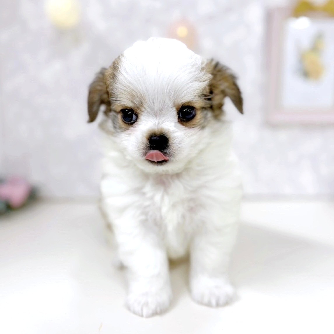 富山県のチワマル/マルチワ(チワワ×マルチーズ) (犬の家＆猫の里アミーゴ高岡蓮花寺店/2025年10月15日生まれ/男の子/パーティーカラー)の子犬の4枚目の画像