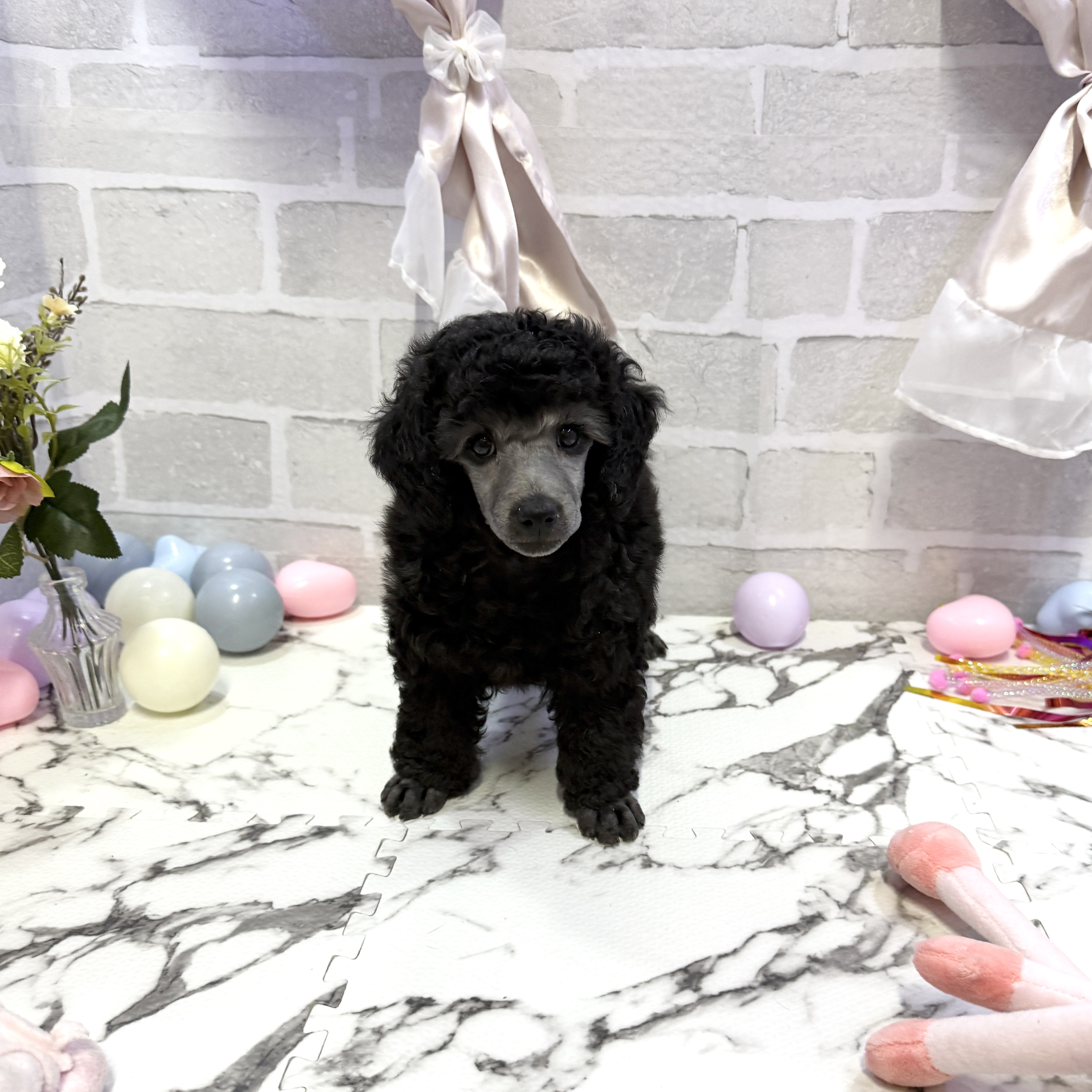 トイプードル男の子の写真