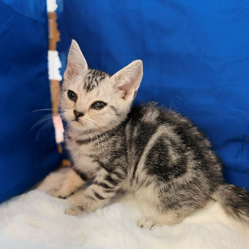 愛知県のアメリカンショートヘアー (犬の家＆猫の里愛知刈谷店/2025年10月7日生まれ/男の子/シルバータビー)の子猫の4枚目の画像