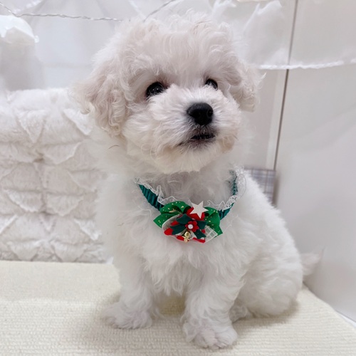 岐阜県のビションフリーゼ (犬の家＆猫の里カラフルタウン岐阜店/2025年10月14日生まれ/男の子/ホワイト)の子犬の4枚目の画像