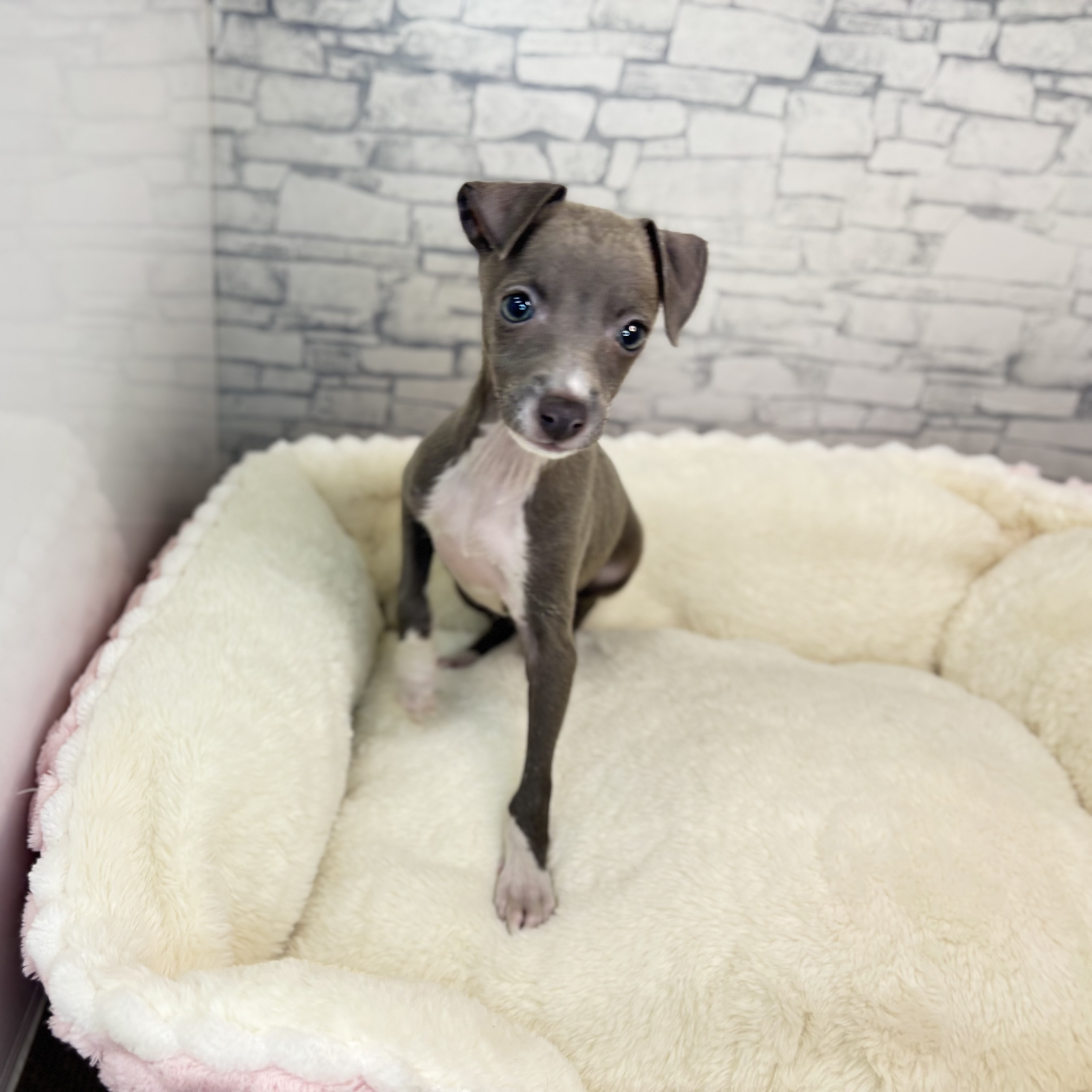 長野県のイタリアングレーハウンド (犬の家＆猫の里長野店/2025年10月16日生まれ/女の子/ブルー)の子犬の4枚目の画像