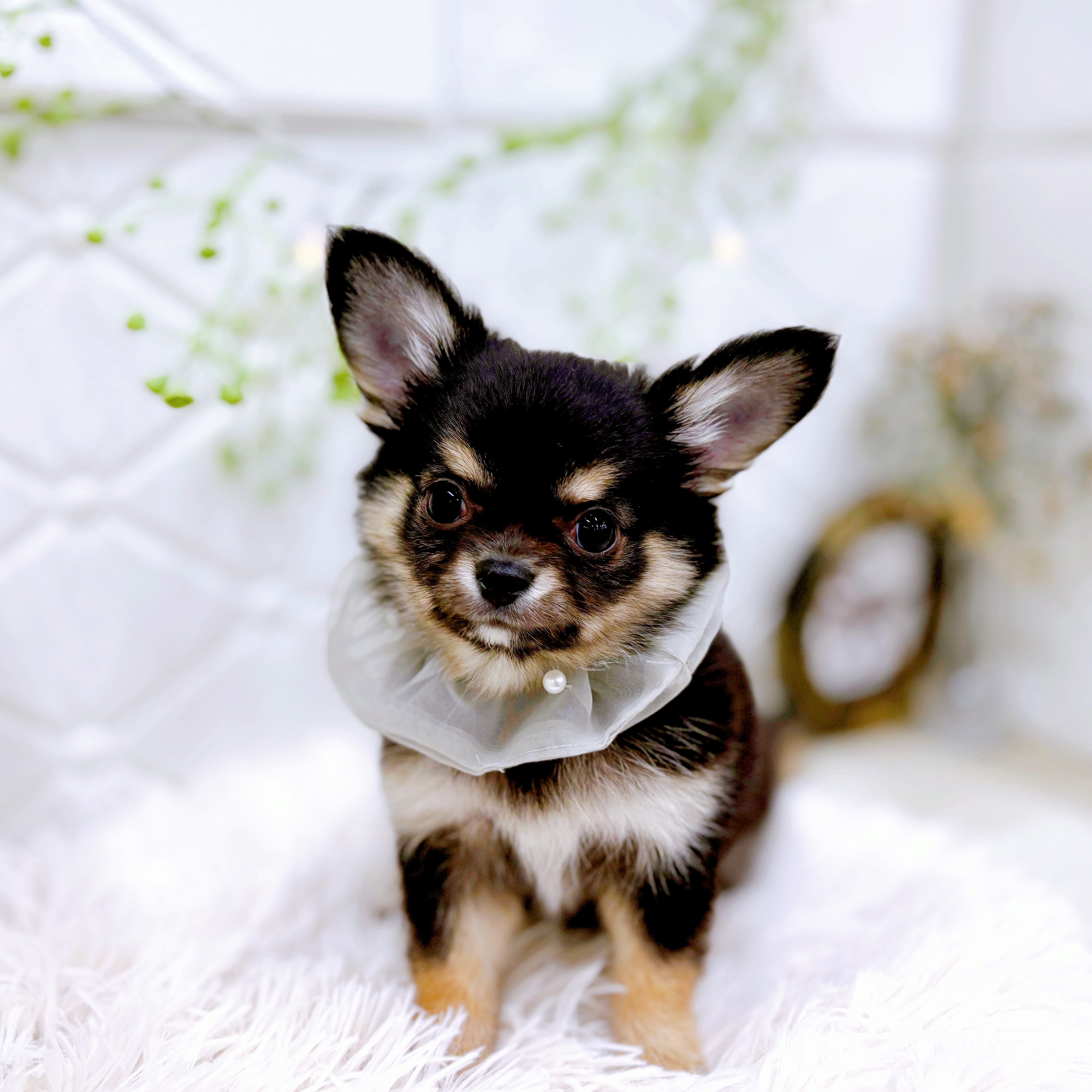 福井県のチワワ(ロング) (犬の家＆猫の里アミーゴ福井店/2025年10月13日生まれ/男の子/ブラックタンホワイト)の子犬の4枚目の画像