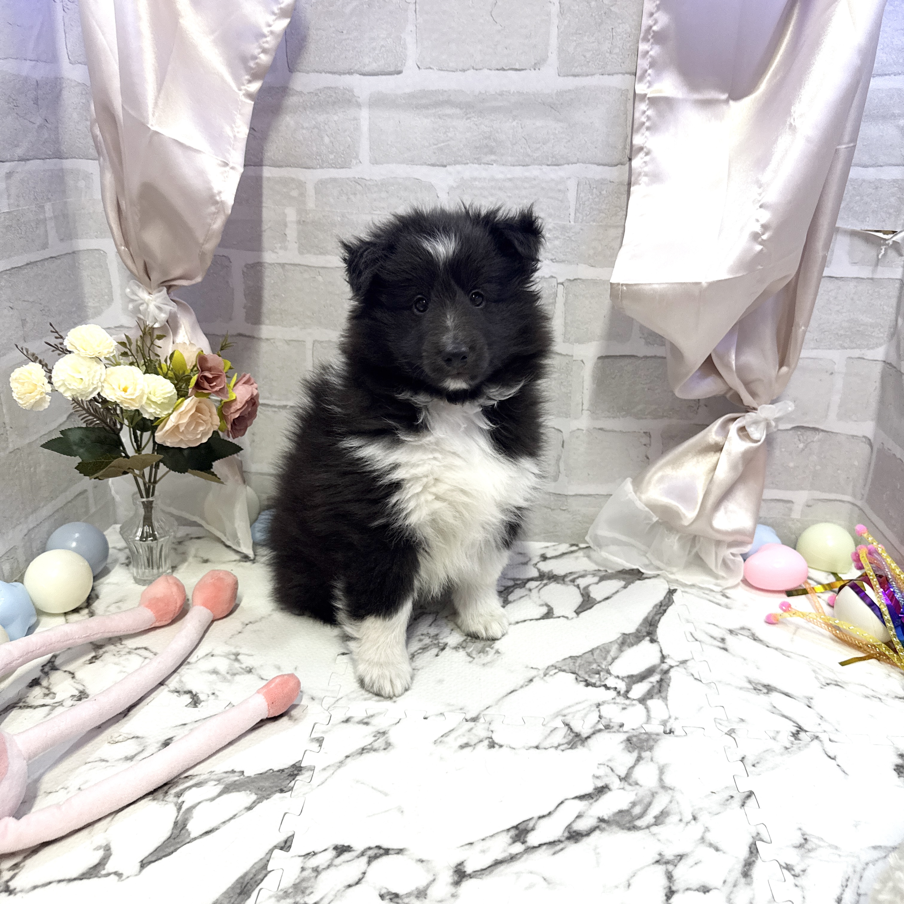 愛知県のシェットランドシープドッグ (犬の家＆猫の里岡崎店/2025年10月18日生まれ/男の子/ブラックホワイト)の子犬の4枚目の画像