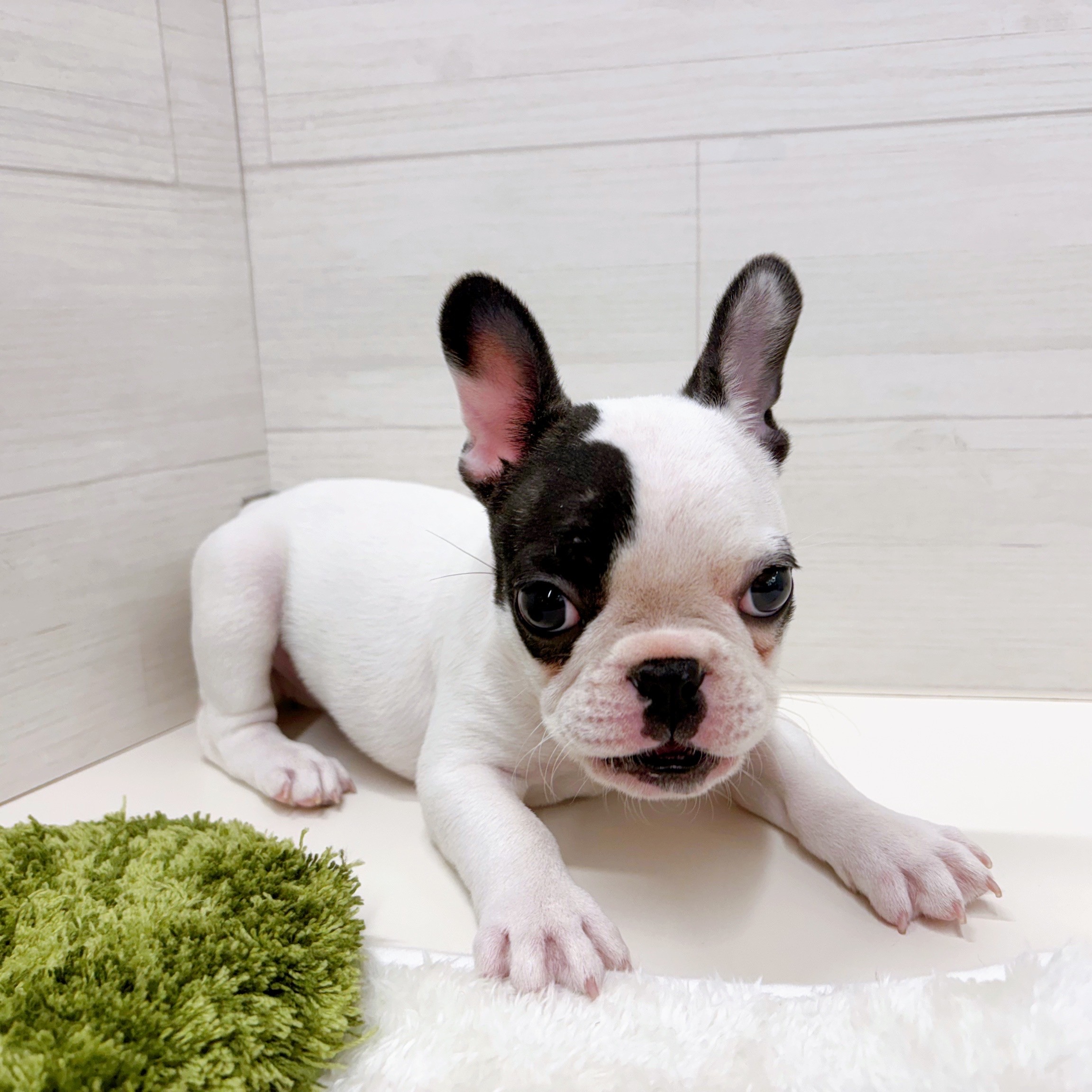 石川県のフレンチブルドッグ (犬の家＆猫の里アミーゴ金沢おこばた店/2025年10月19日生まれ/女の子/パイド)の子犬の4枚目の画像