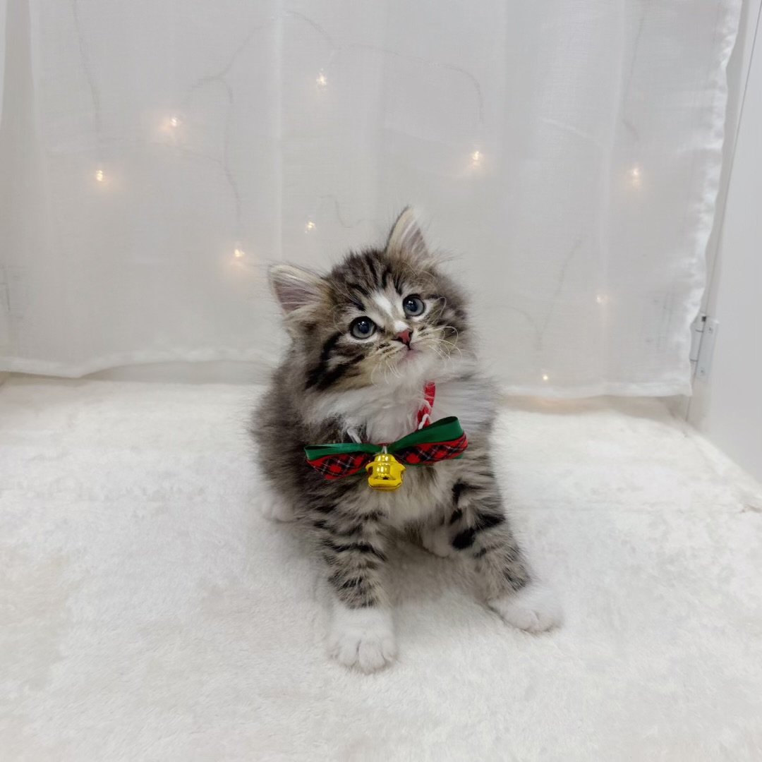 千葉県のノルウェージャンフォレストキャット (犬の家＆猫の里BIGHOPガーデンモール印西店/2025年10月19日生まれ/男の子/ブラウンタビーホワイト)の子猫の4枚目の画像