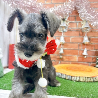 神奈川県のミニチュアシュナウザー (犬の家＆猫の里小田原店/2025年10月23日生まれ/男の子/ソルトペッパー)の子犬の4枚目の画像