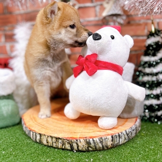 神奈川県の柴犬(標準サイズ) (犬の家＆猫の里小田原店/2025年10月21日生まれ/女の子/赤)の子犬の4枚目の画像